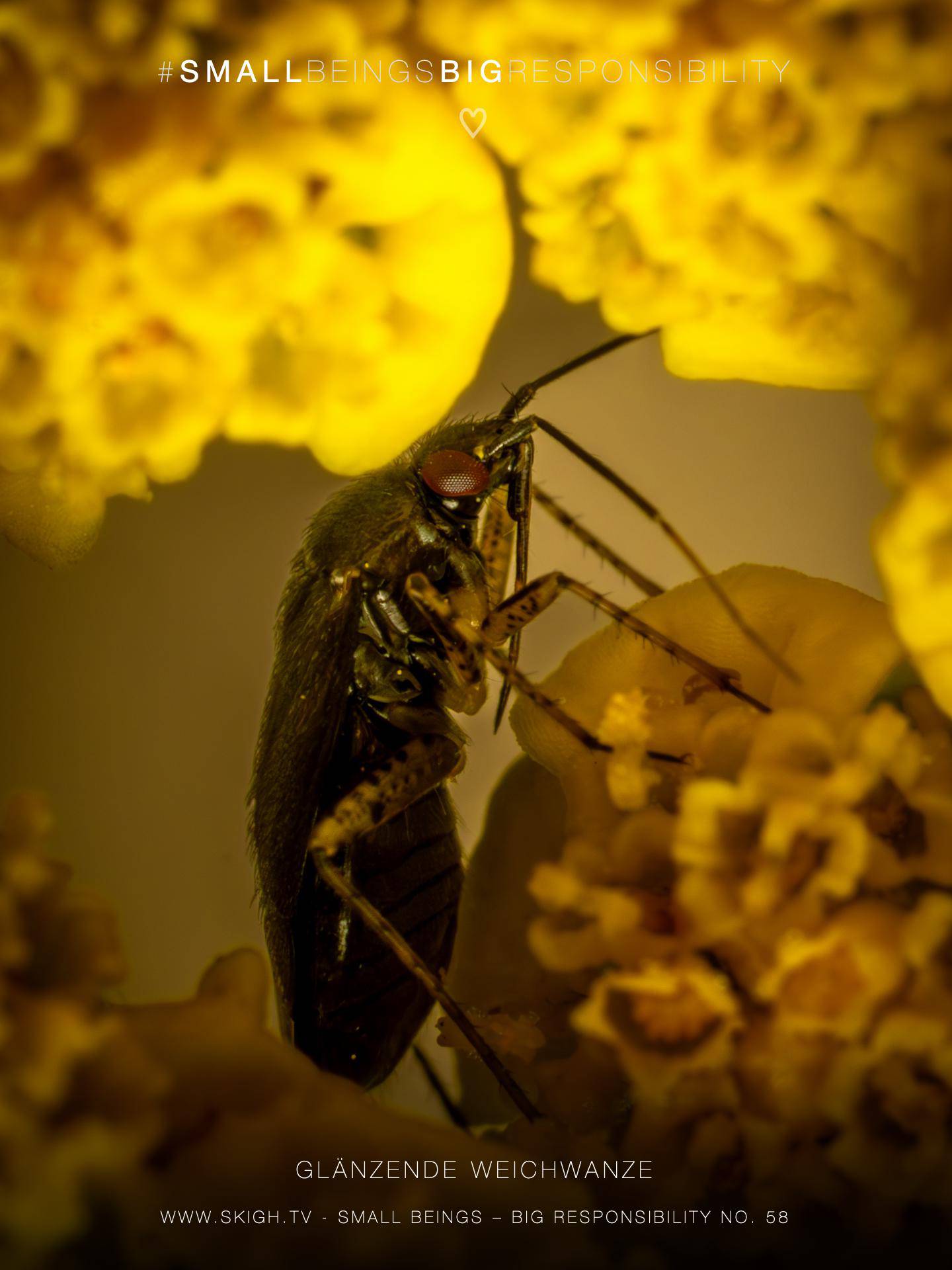 Glänzende Weichwanze | 1/250s * f16 * ISO 400 * 90mm - FE 90mm F2.8 Macro G OSS - Sony α7R V Glänzende Weichwanze