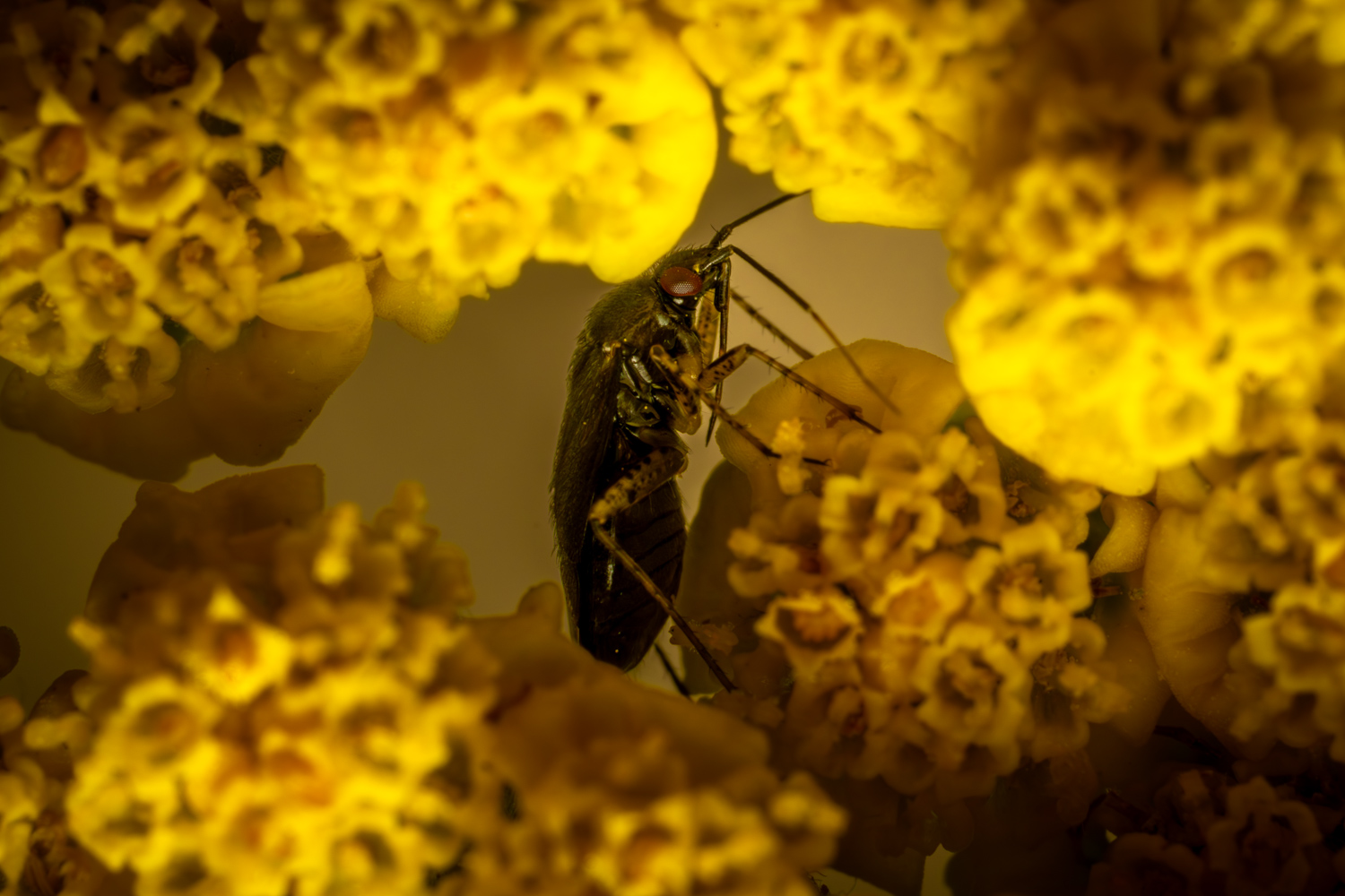Glänzende Weichwanze | 1/250s * f16 * ISO 400 * 90mm - FE 90mm F2.8 Macro G OSS - Sony α7R V Glänzende Weichwanze