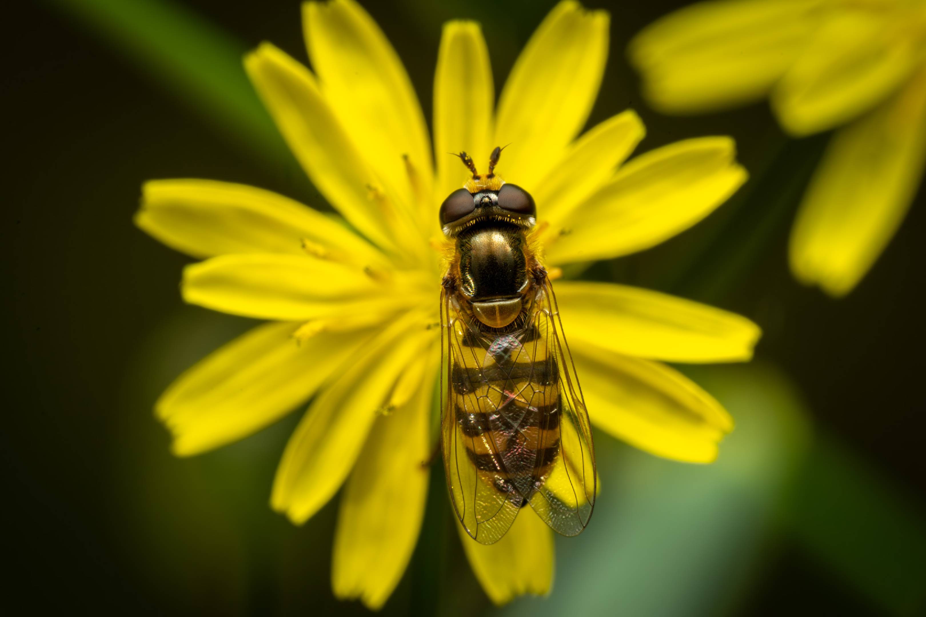 Marmalade Hover Fly | Marmalade Hover Fly