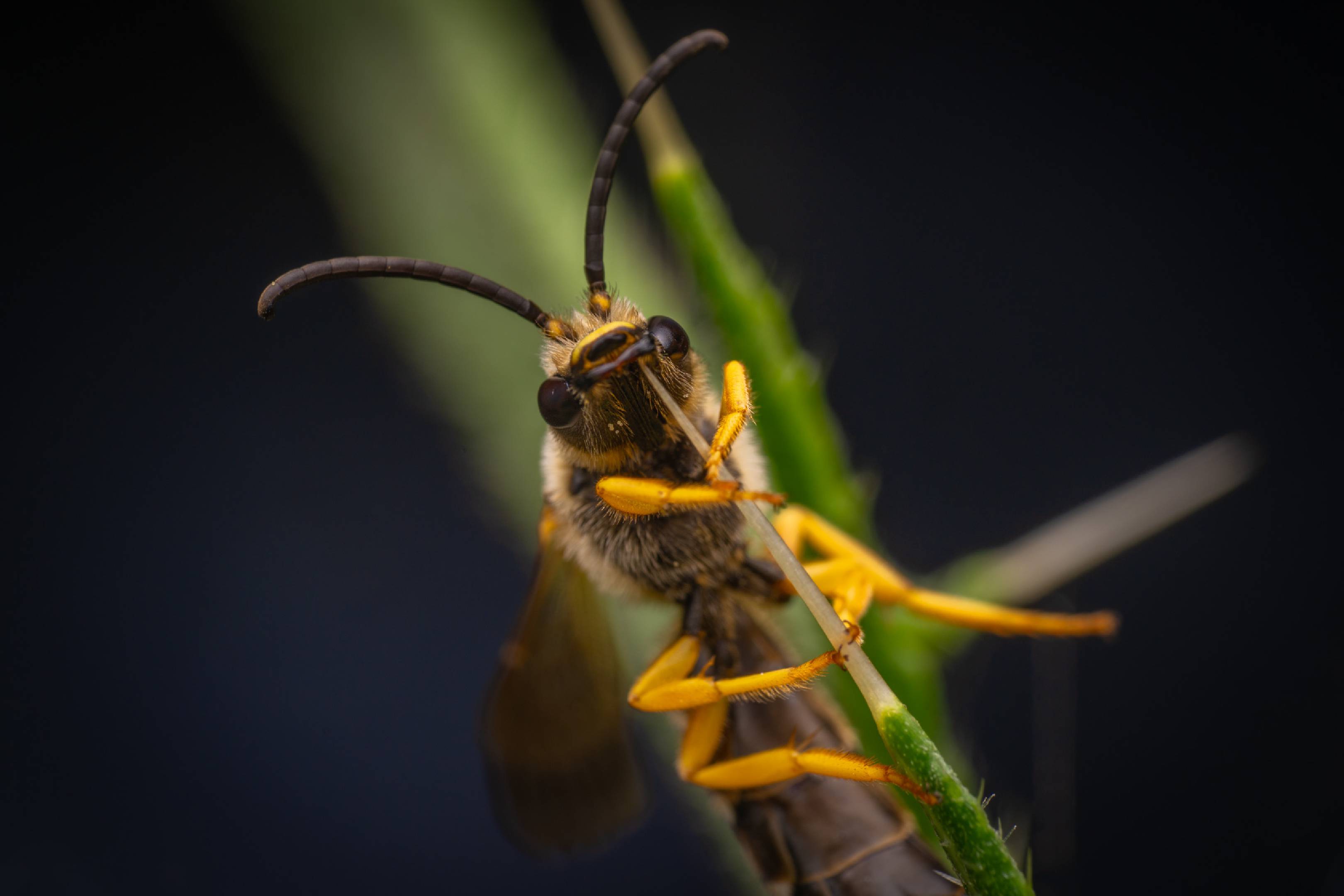 Sweat Bees | Sweat Bees