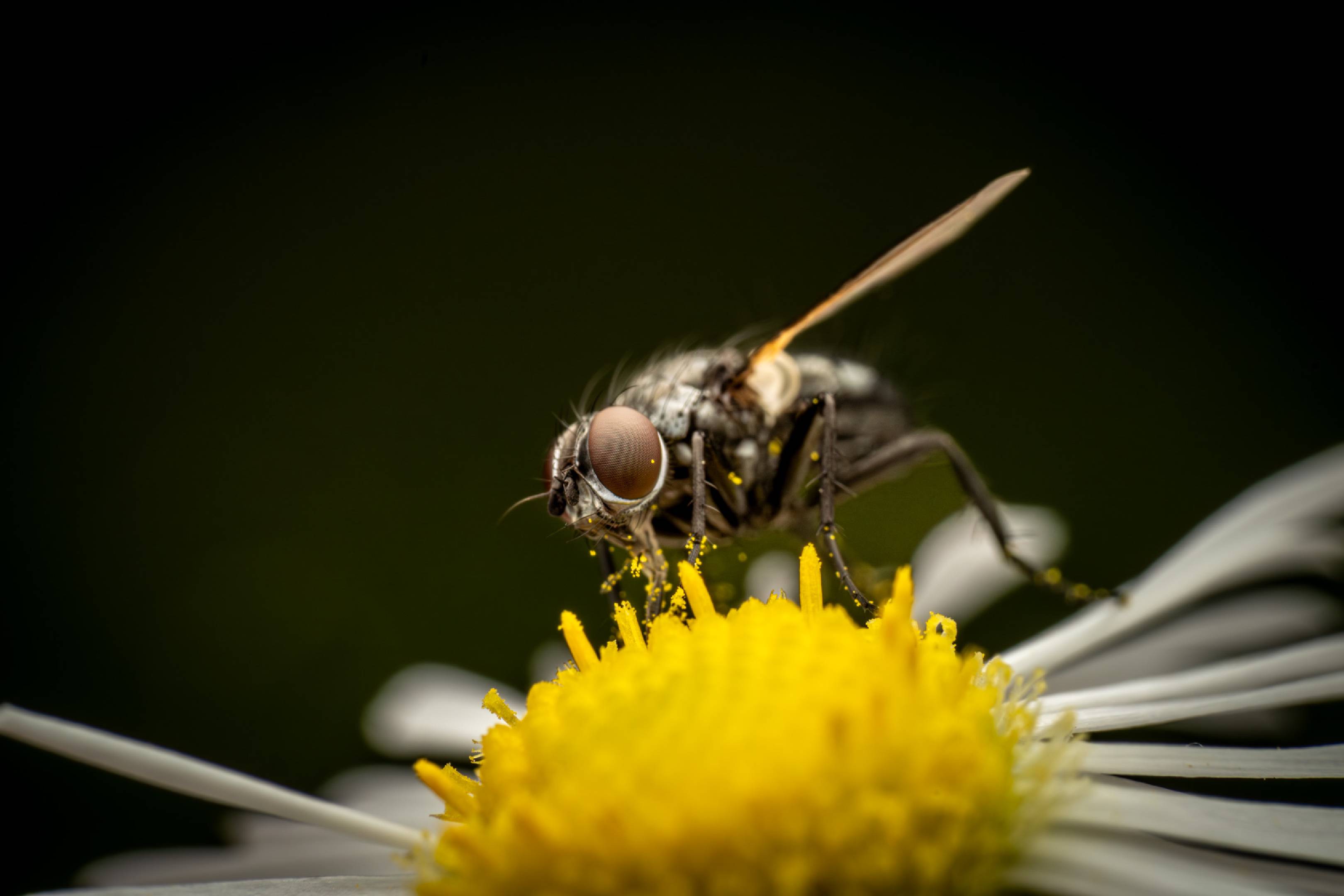 Sturmia bella | Sturmia bella
