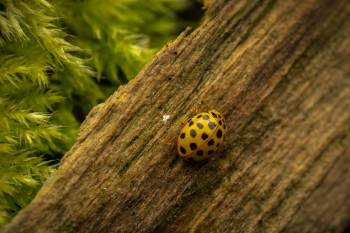 22-spot Ladybird
