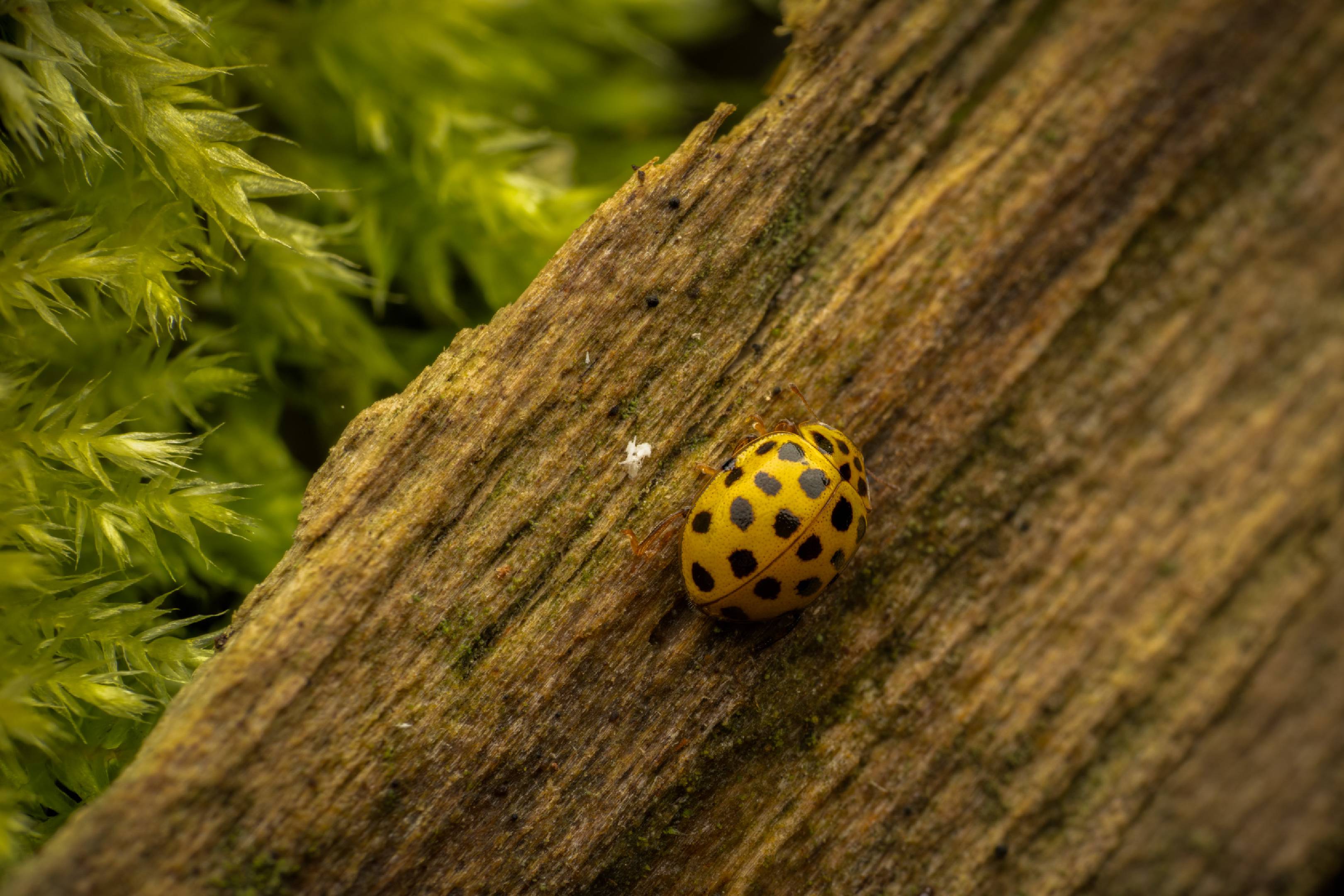 22-spot Ladybird