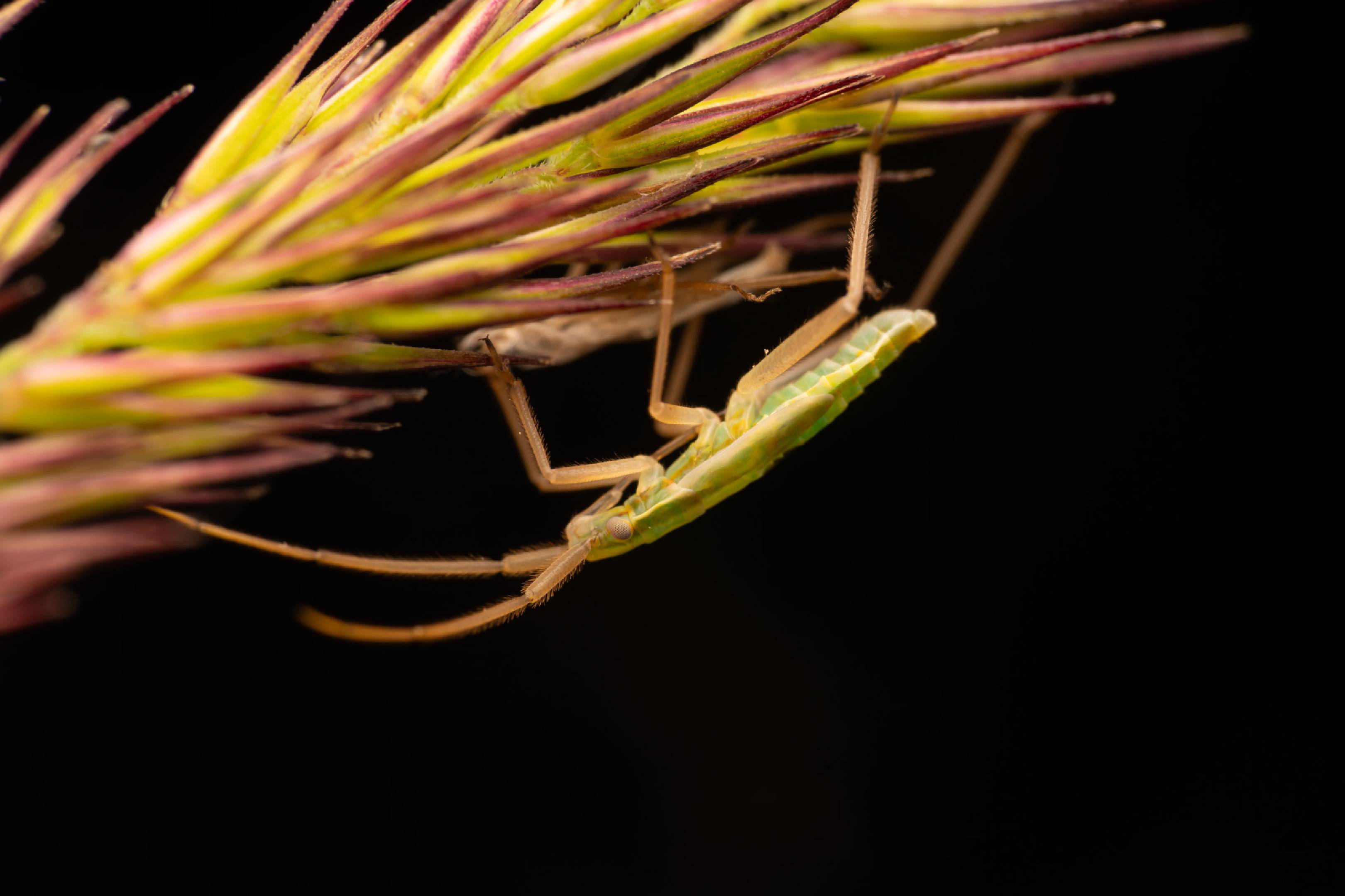 Megaloceroea recticornis | Megaloceroea recticornis