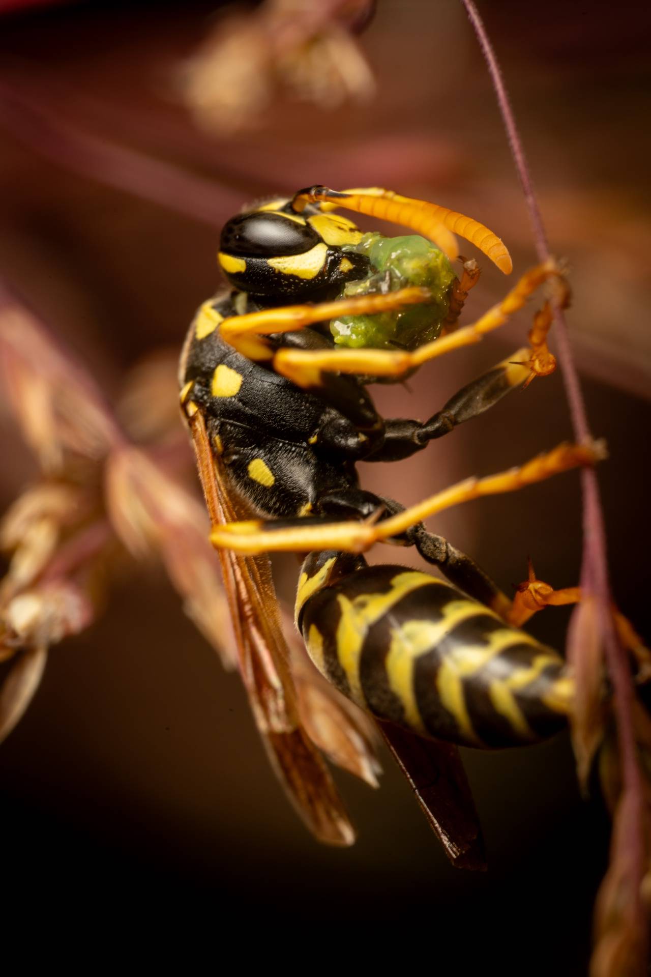 European Paper Wasp