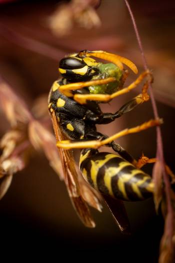 European Paper Wasp