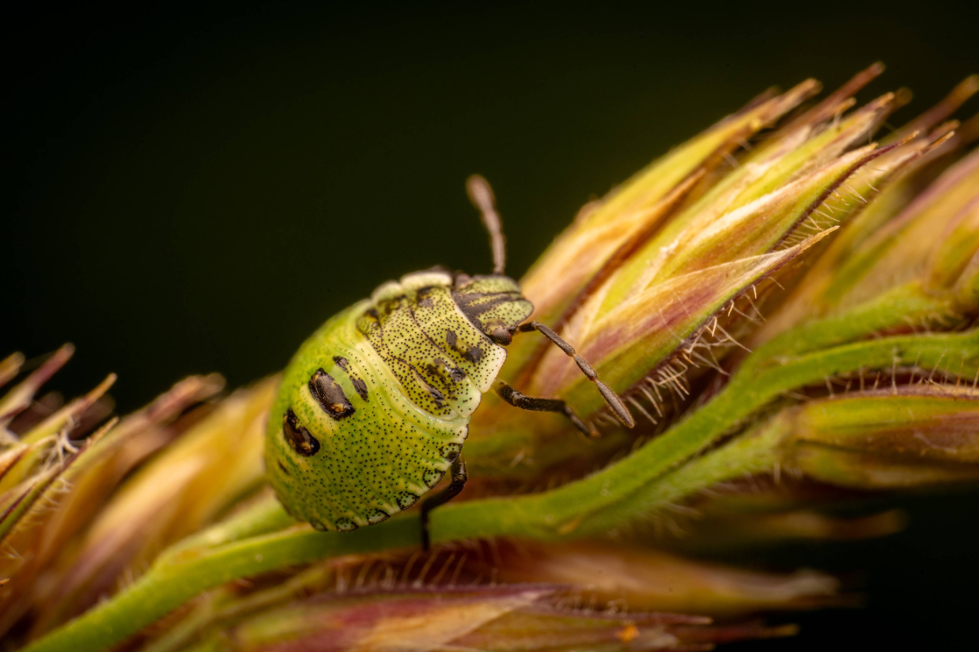 Green Shield Bug | Green Shield Bug