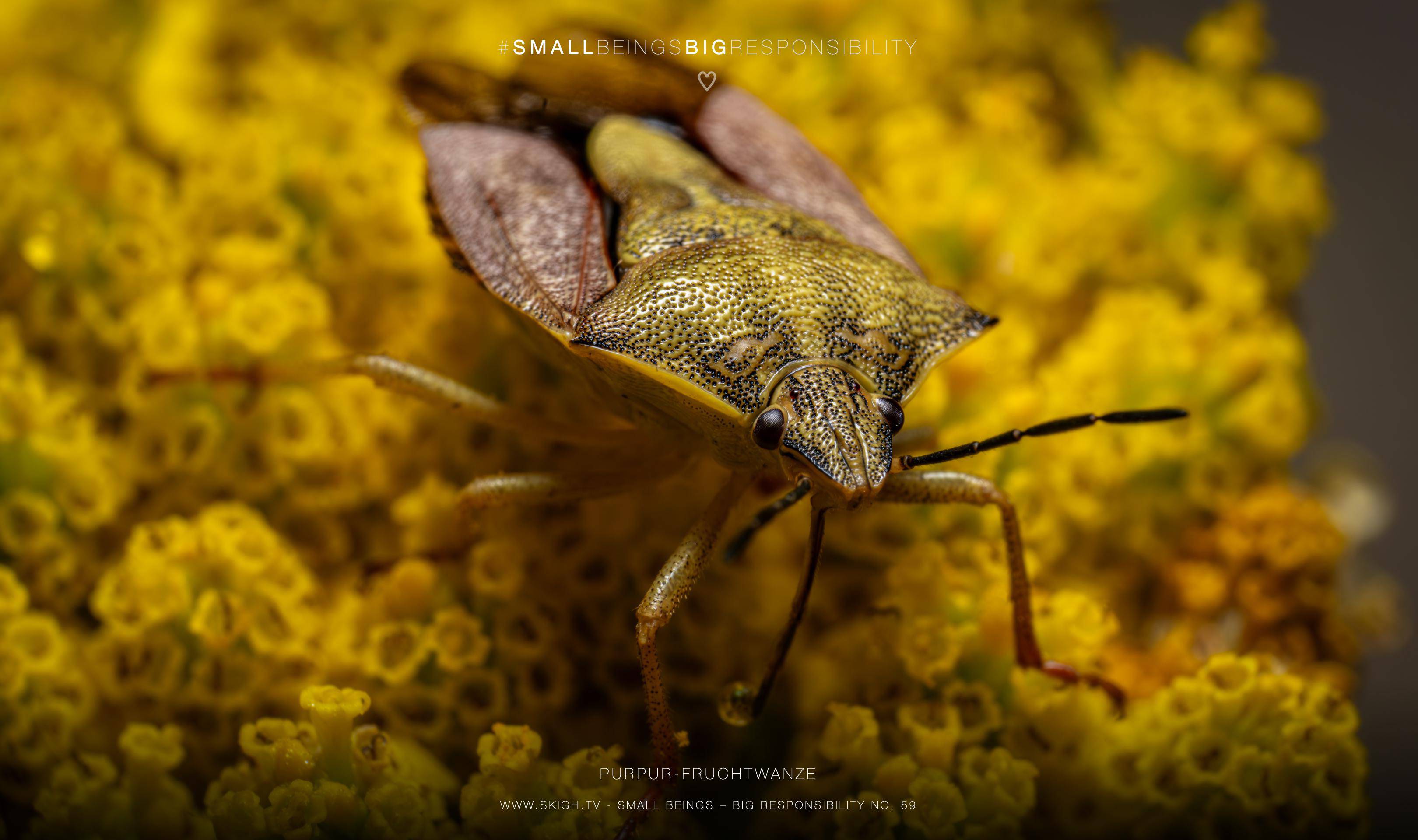 Purpur-Fruchtwanze | 1/250s * f20 * ISO 400 * 90mm - FE 90mm F2.8 Macro G OSS - Sony α7R V Purpur-Fruchtwanze