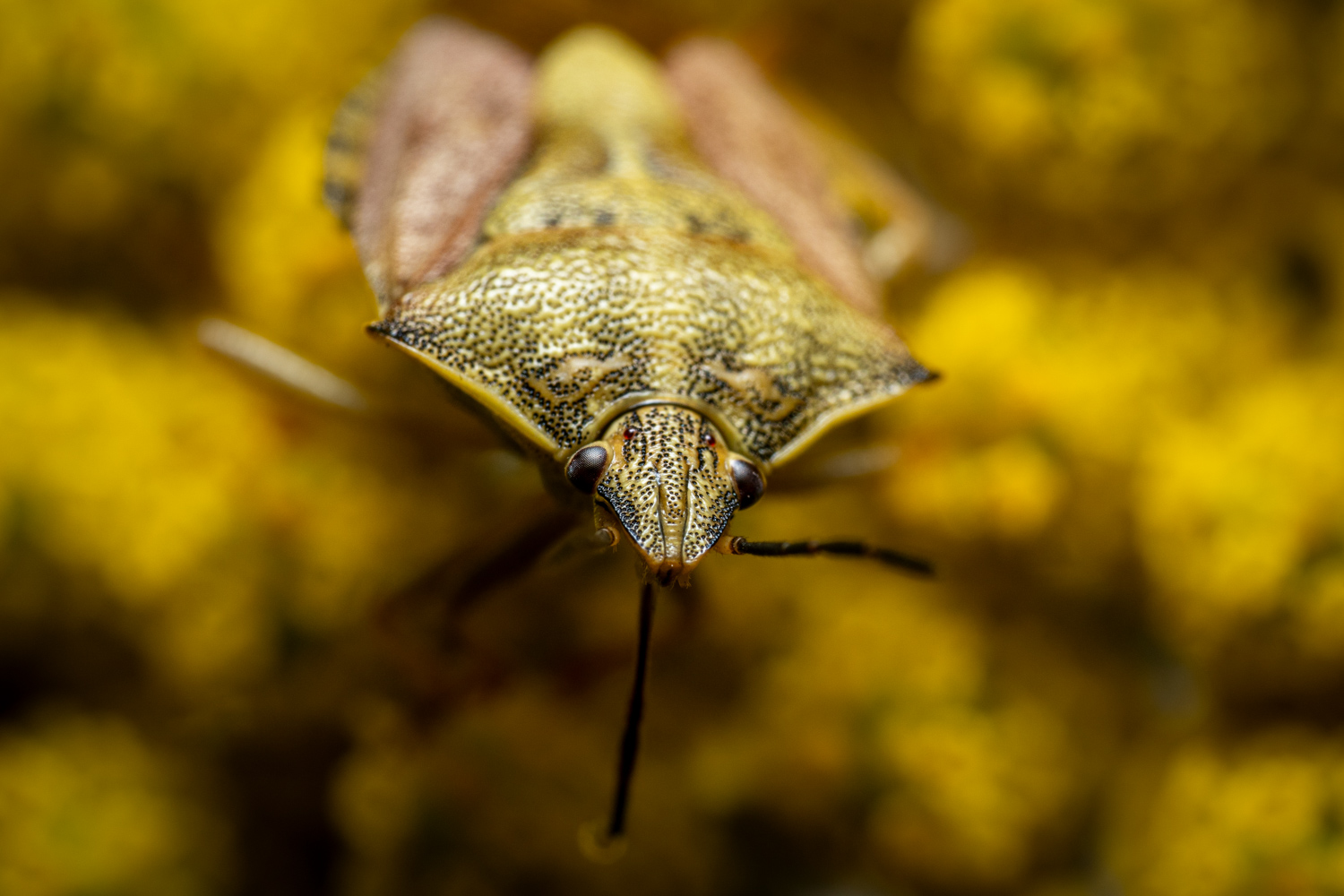 Purpur-Fruchtwanze | 1/250s * f20 * ISO 400 * 90mm - FE 90mm F2.8 Macro G OSS - Sony α7R V Purpur-Fruchtwanze