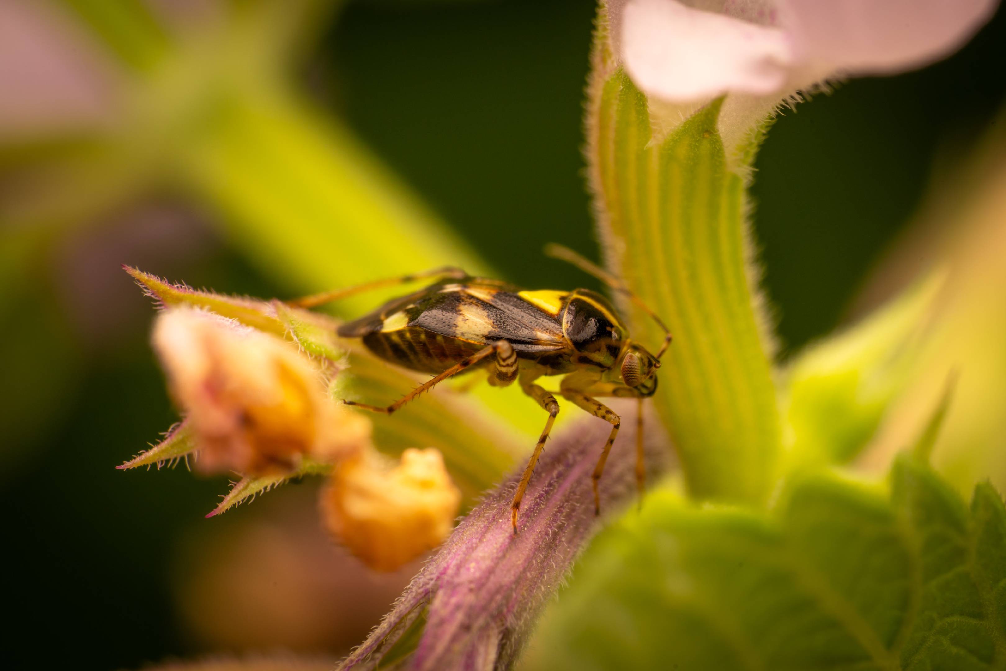 Three Spotted Nettle Bug | Three Spotted Nettle Bug