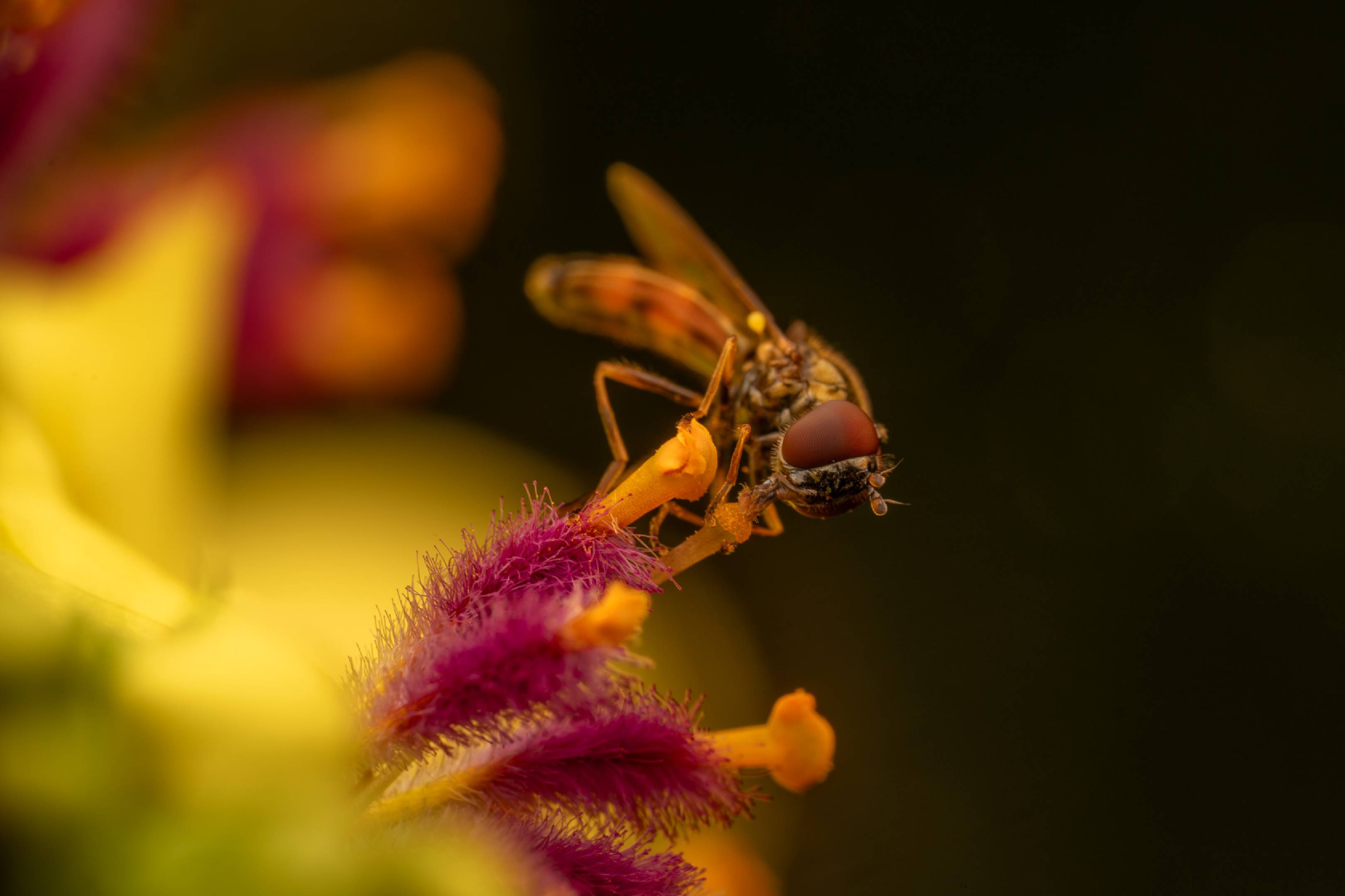 Variable Duskyface Fly | Variable Duskyface Fly