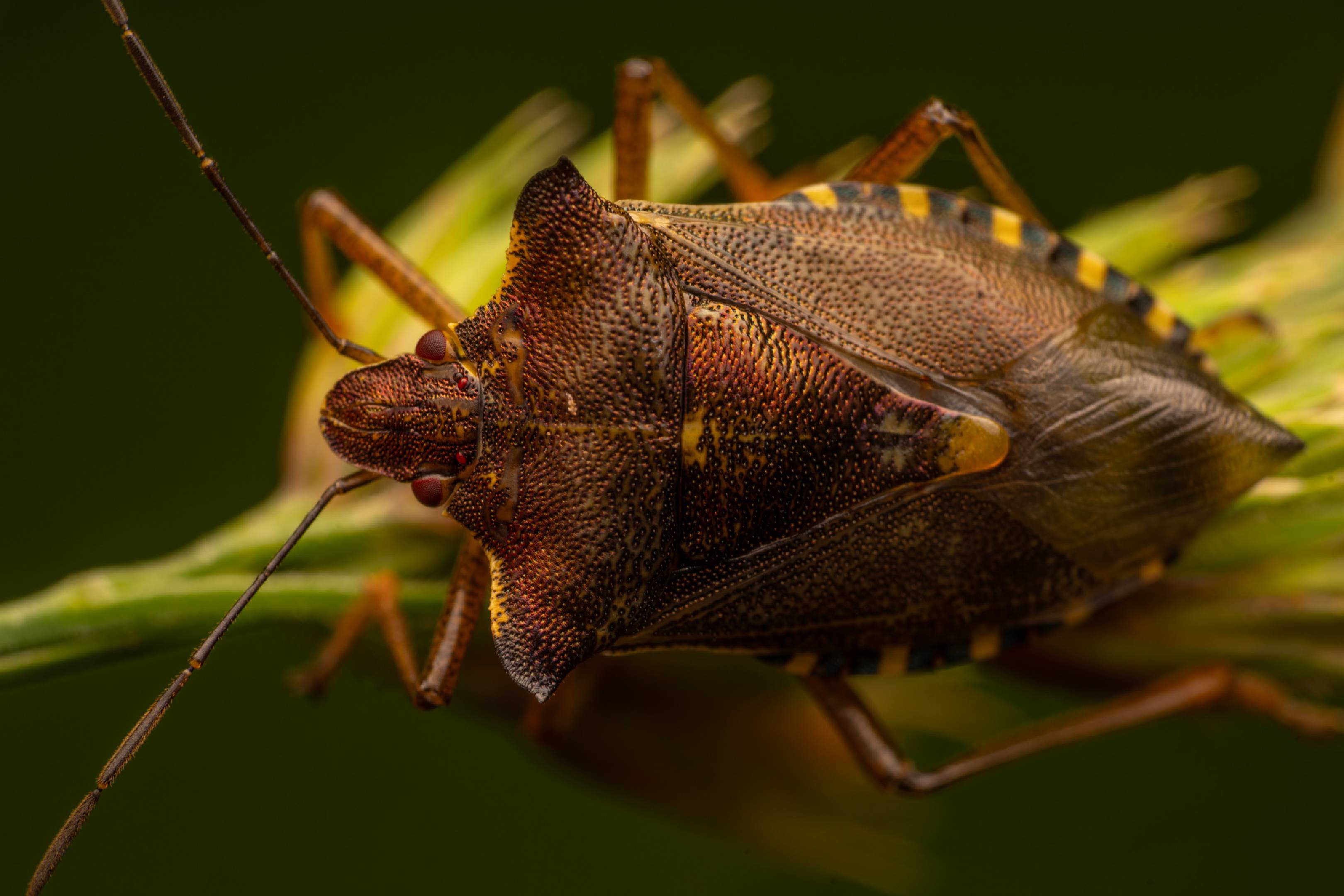 Forest Bug | Forest Bug