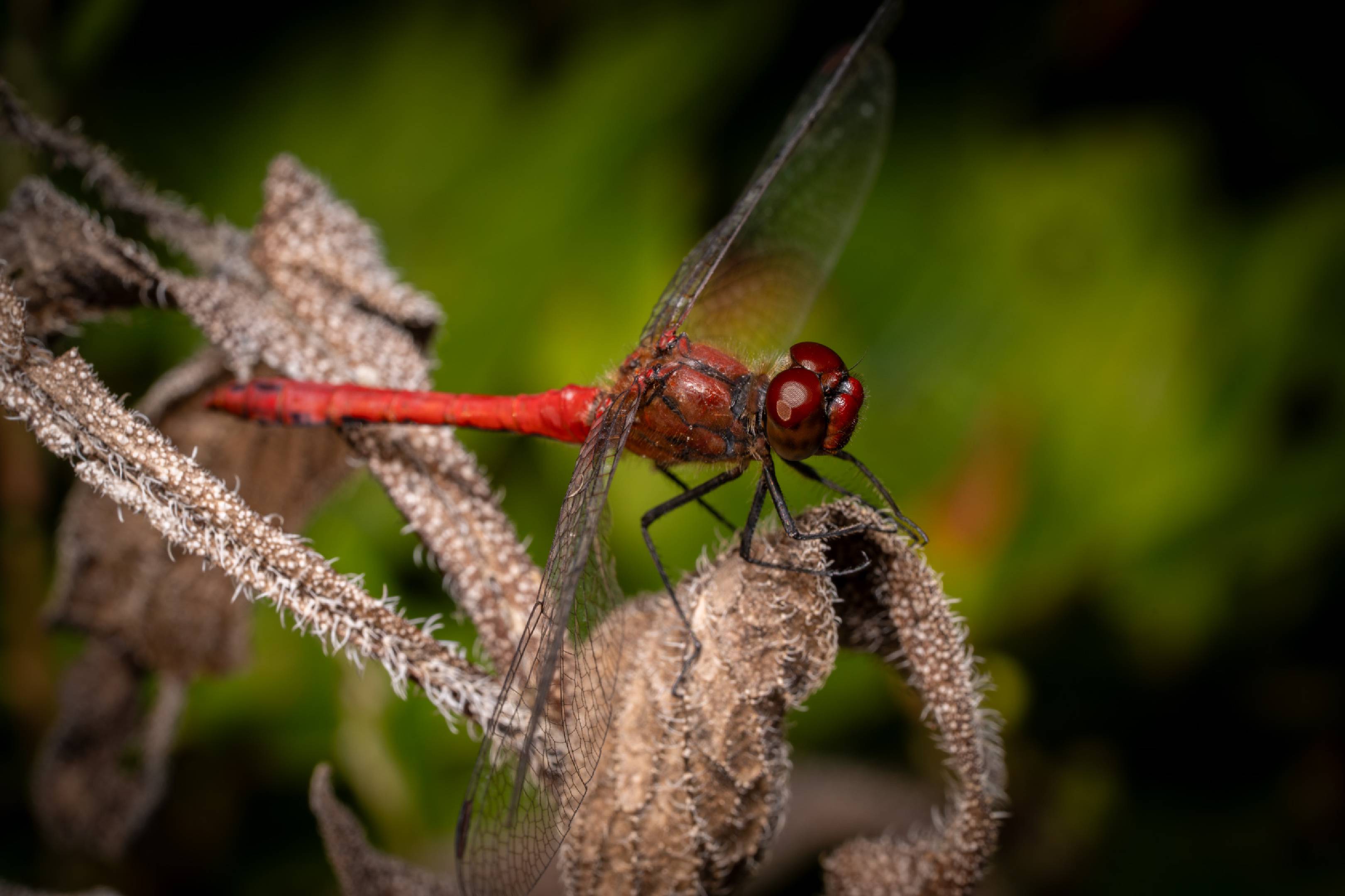 Ruddy Darter