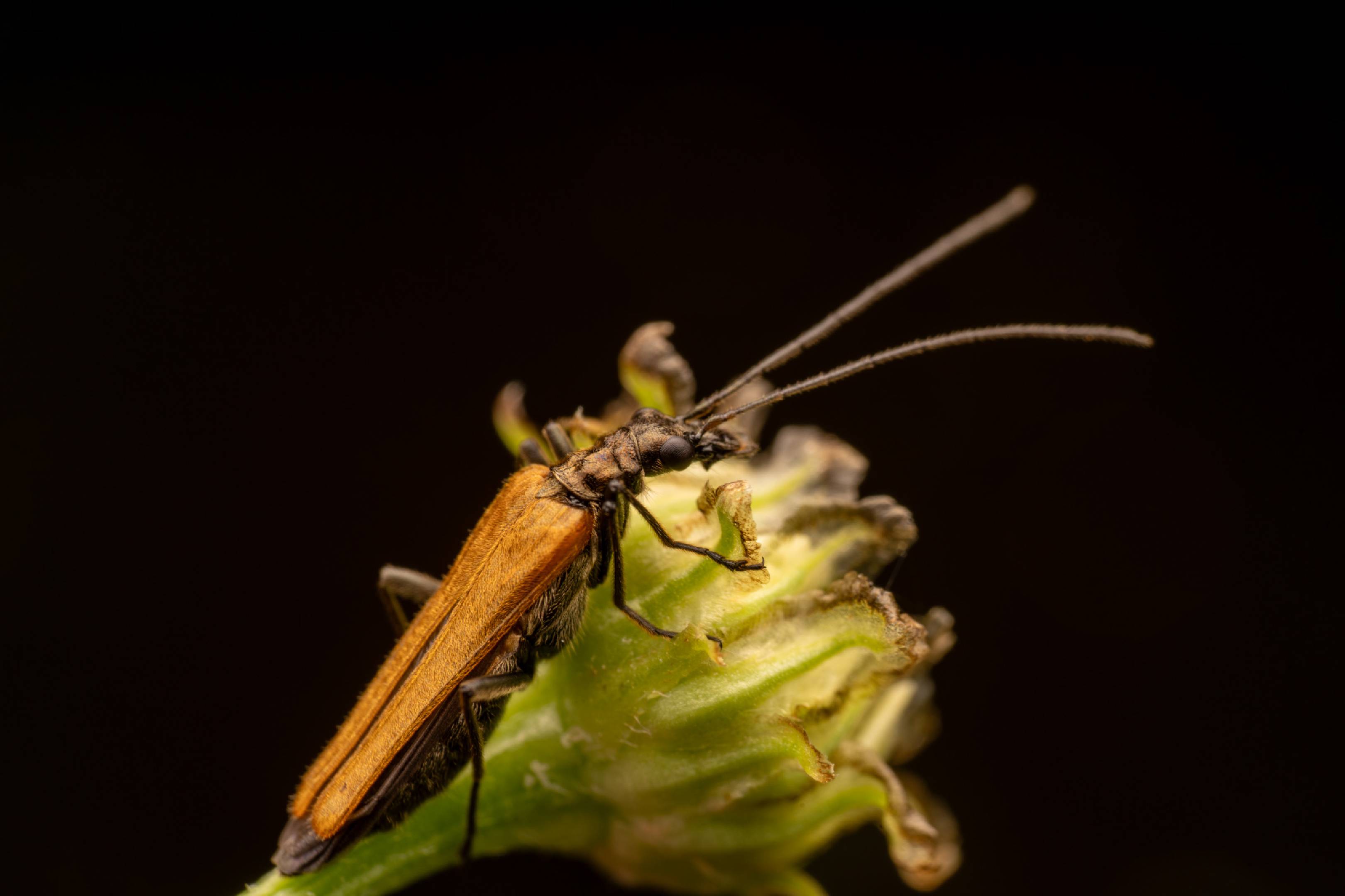 Oedemera femorata