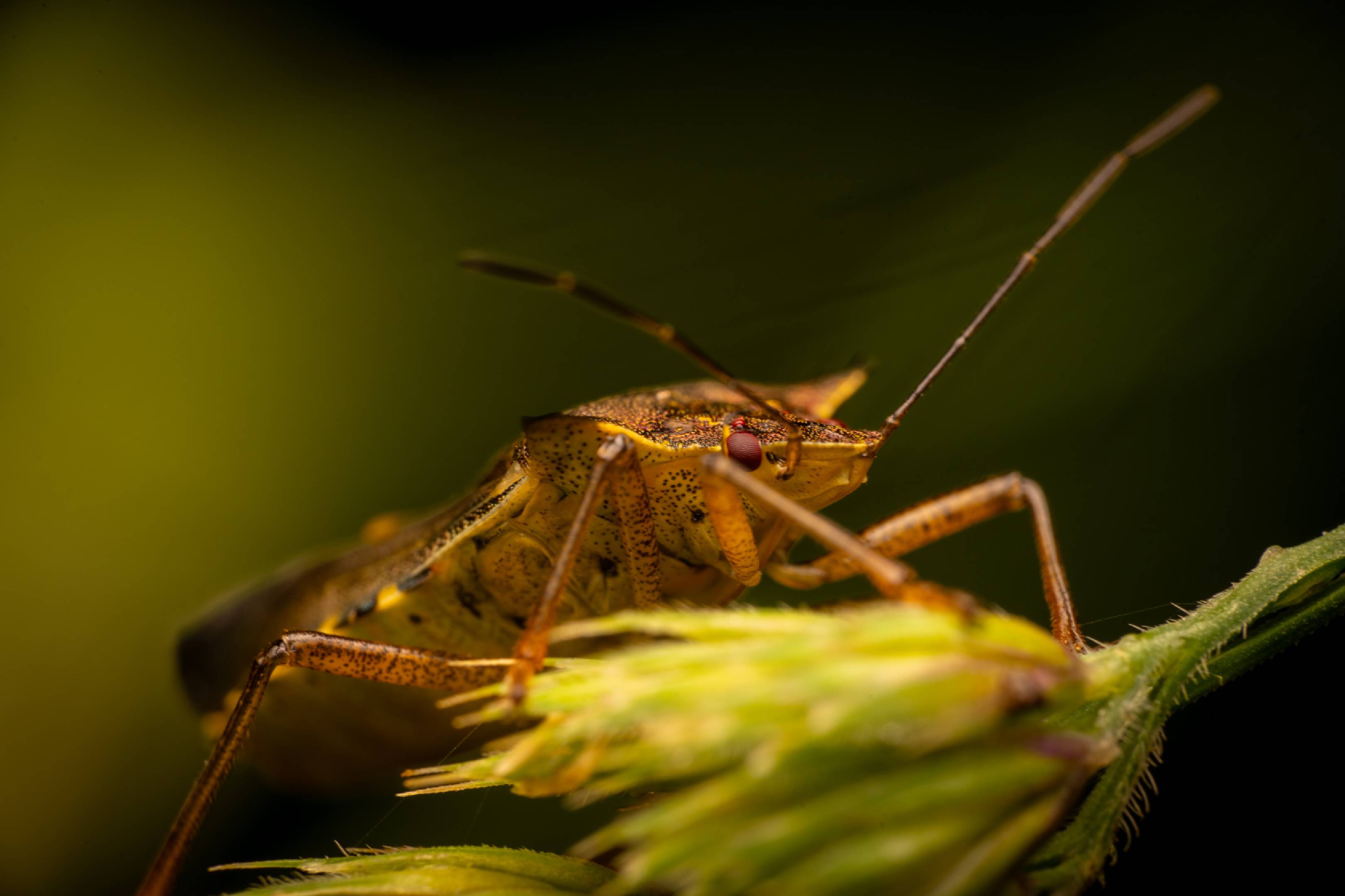 Forest Bug | Forest Bug