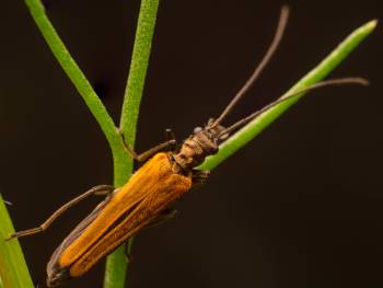 Oedemera femorata