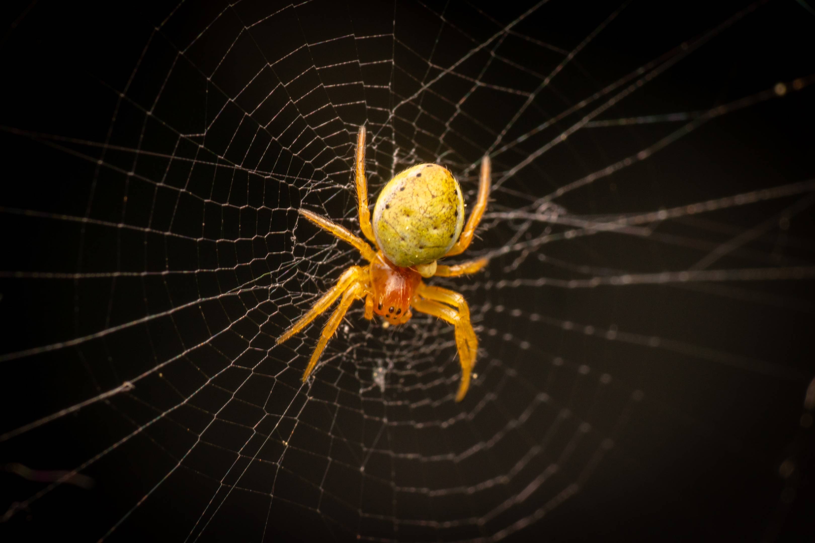 Cucumber Green Spider | Cucumber Green Spider