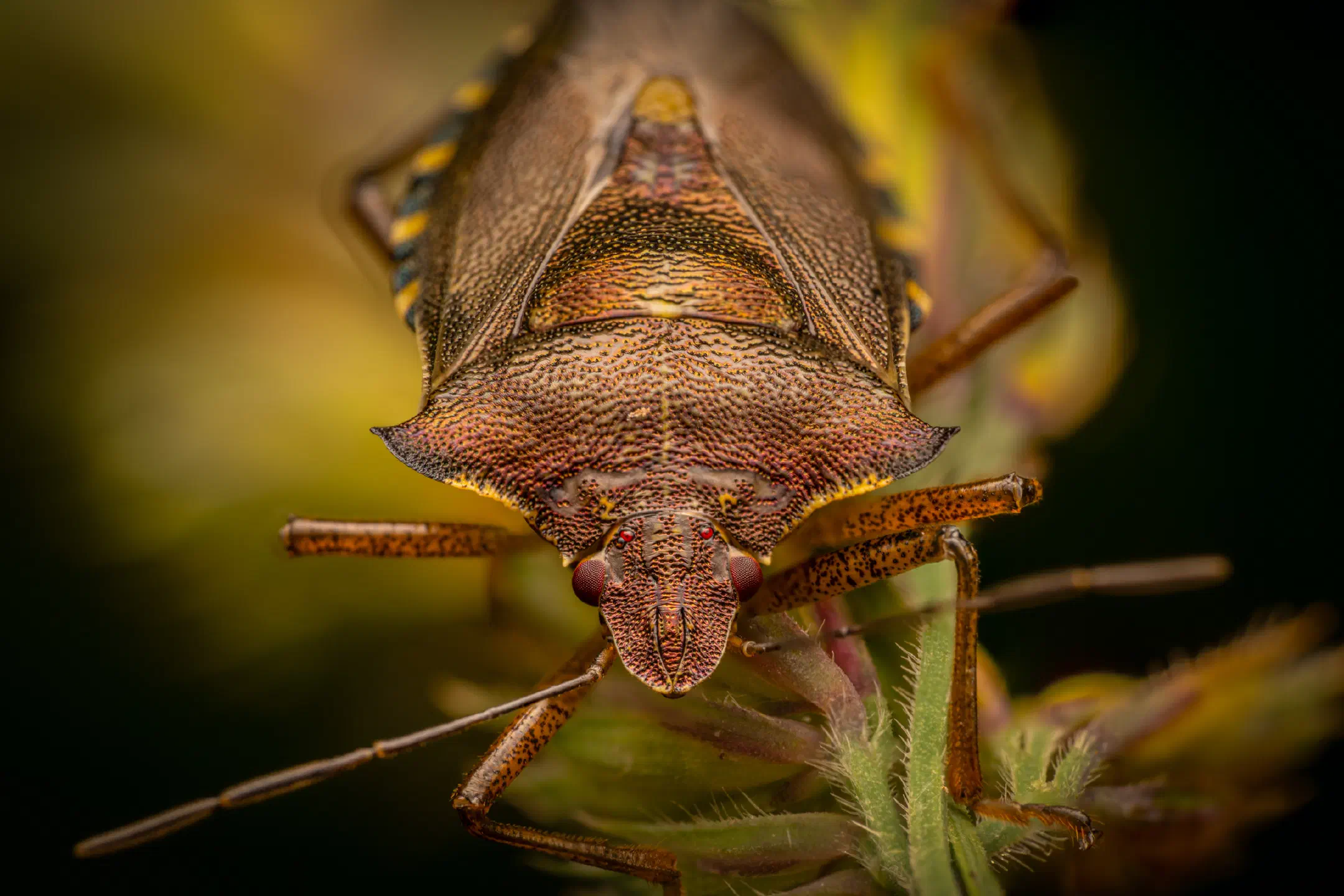 Forest Bug