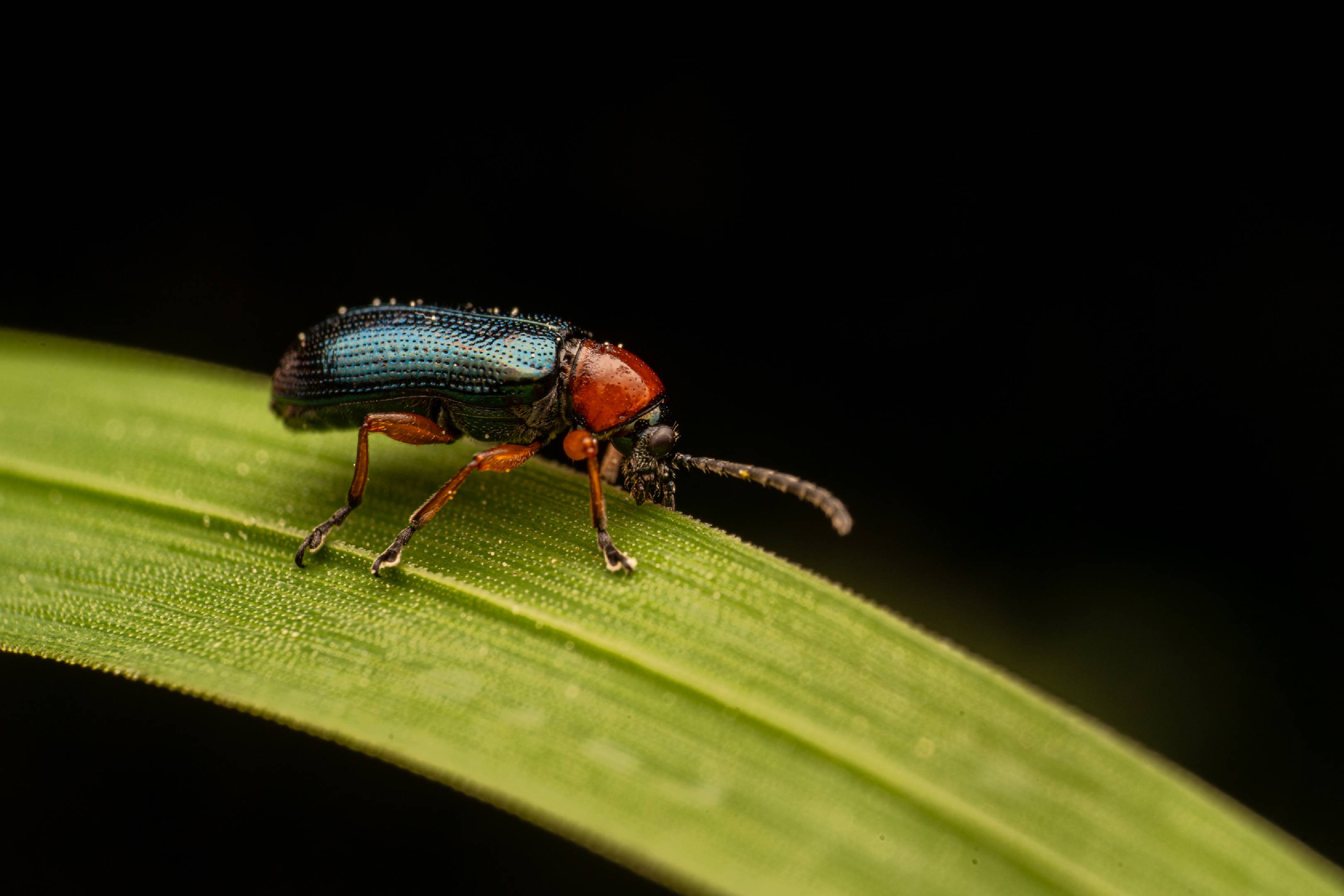 Oulema melanopus | Oulema melanopus