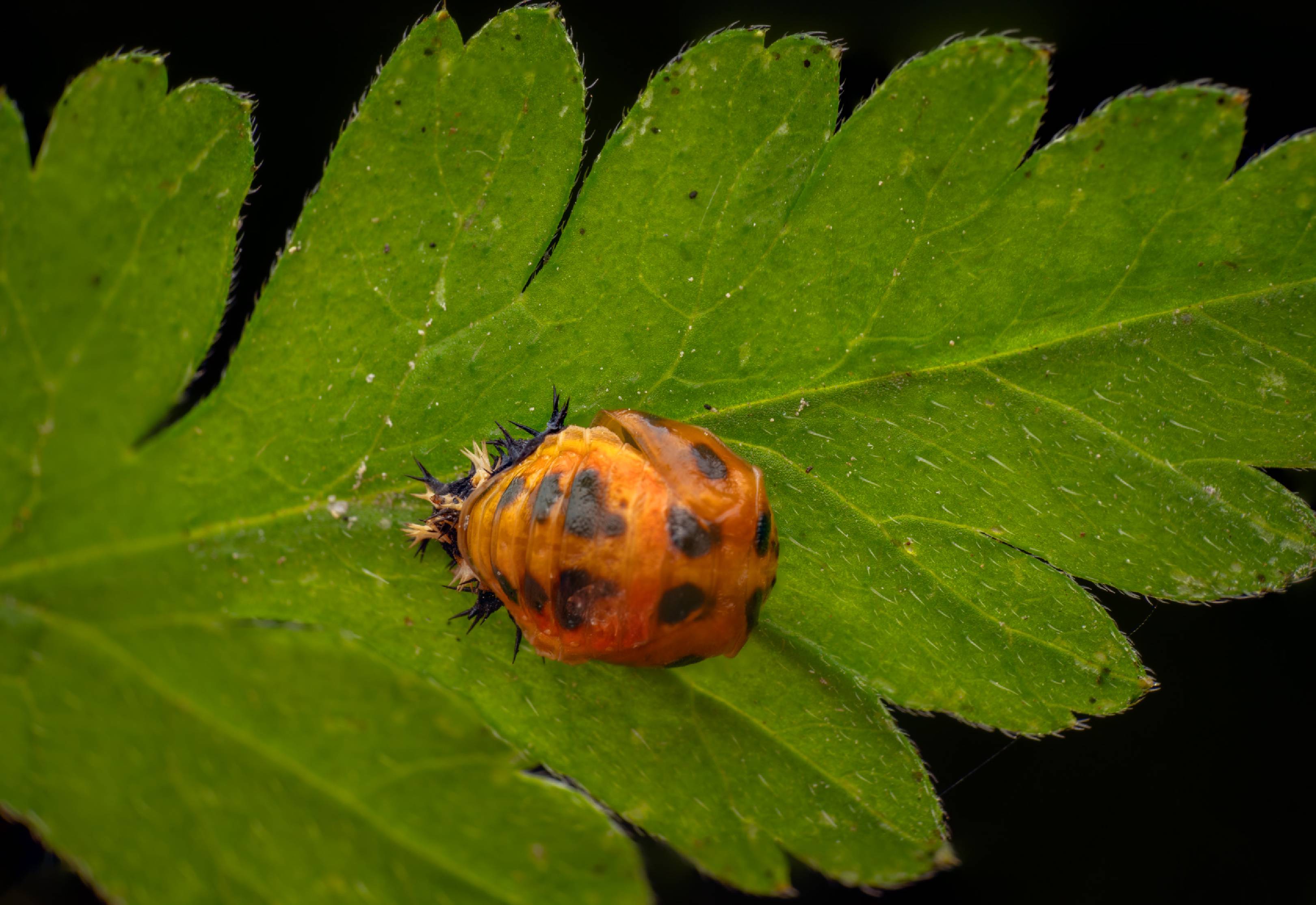 Asian Lady Beetle | Asian Lady Beetle