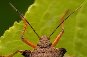 Forest Bug