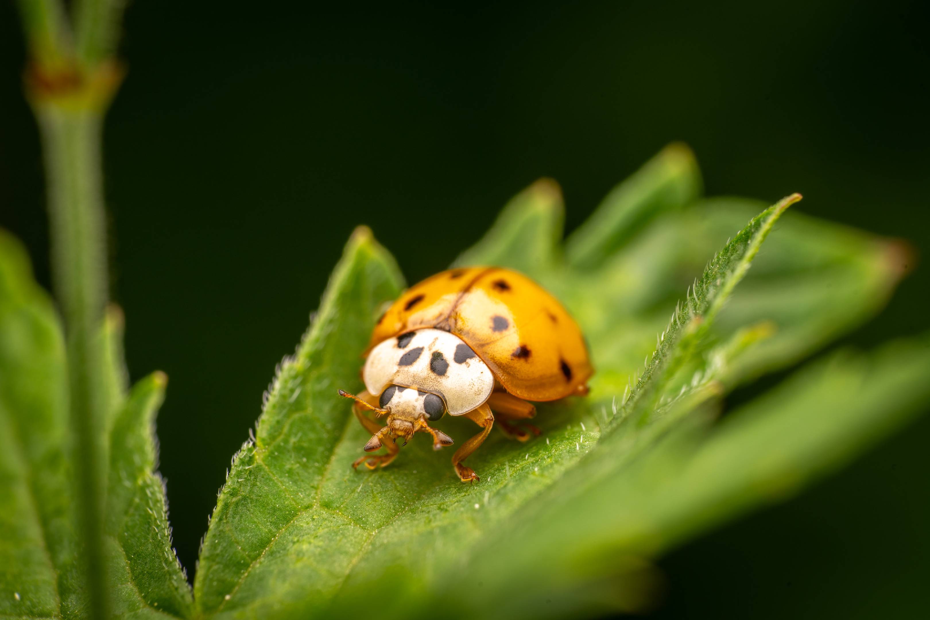 Asian Lady Beetle | Asian Lady Beetle