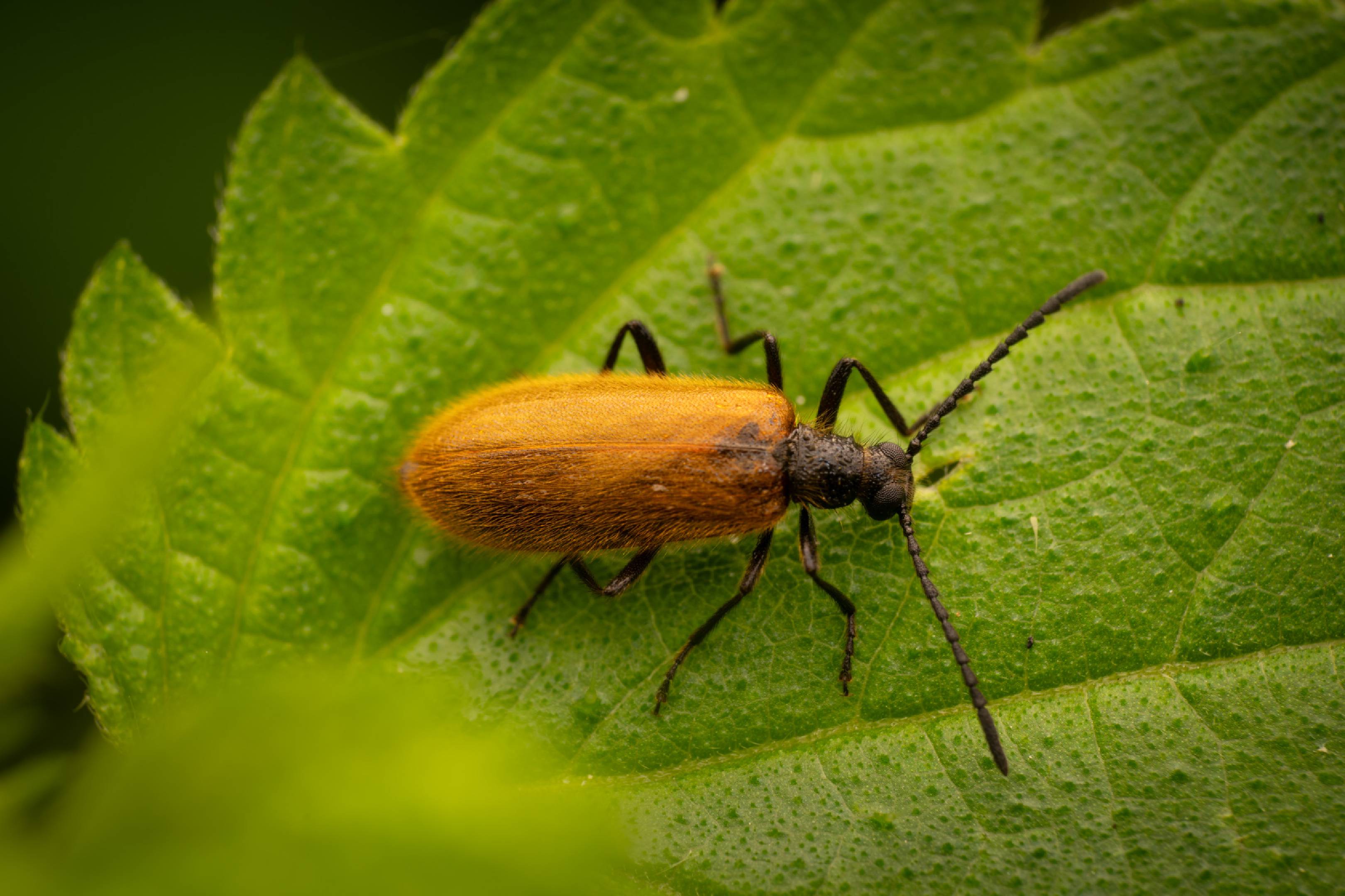 Rough-haired Lagria Beetle | Rough-haired Lagria Beetle