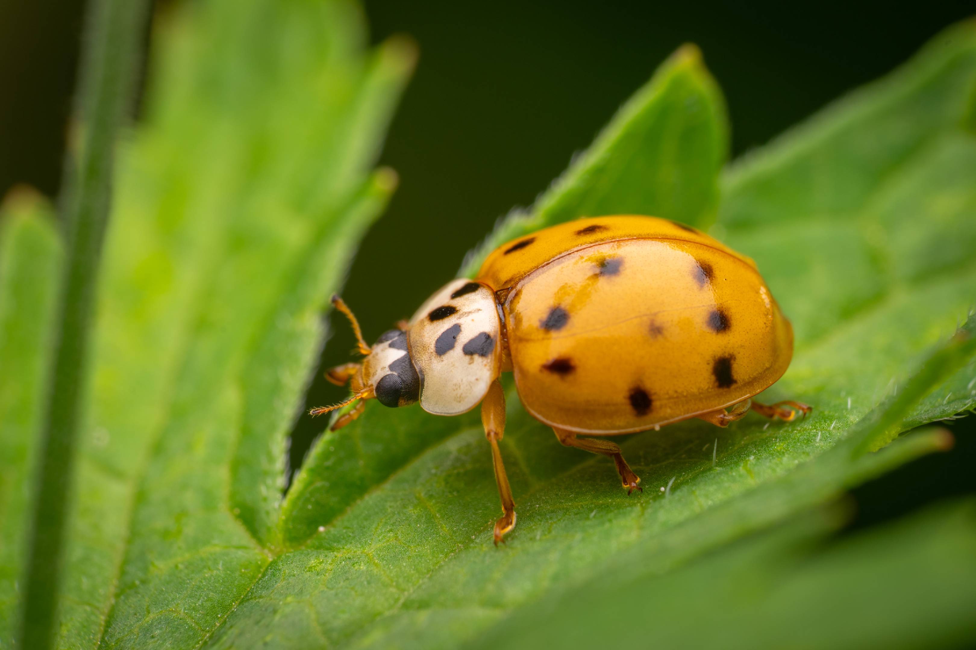 Asian Lady Beetle | Asian Lady Beetle