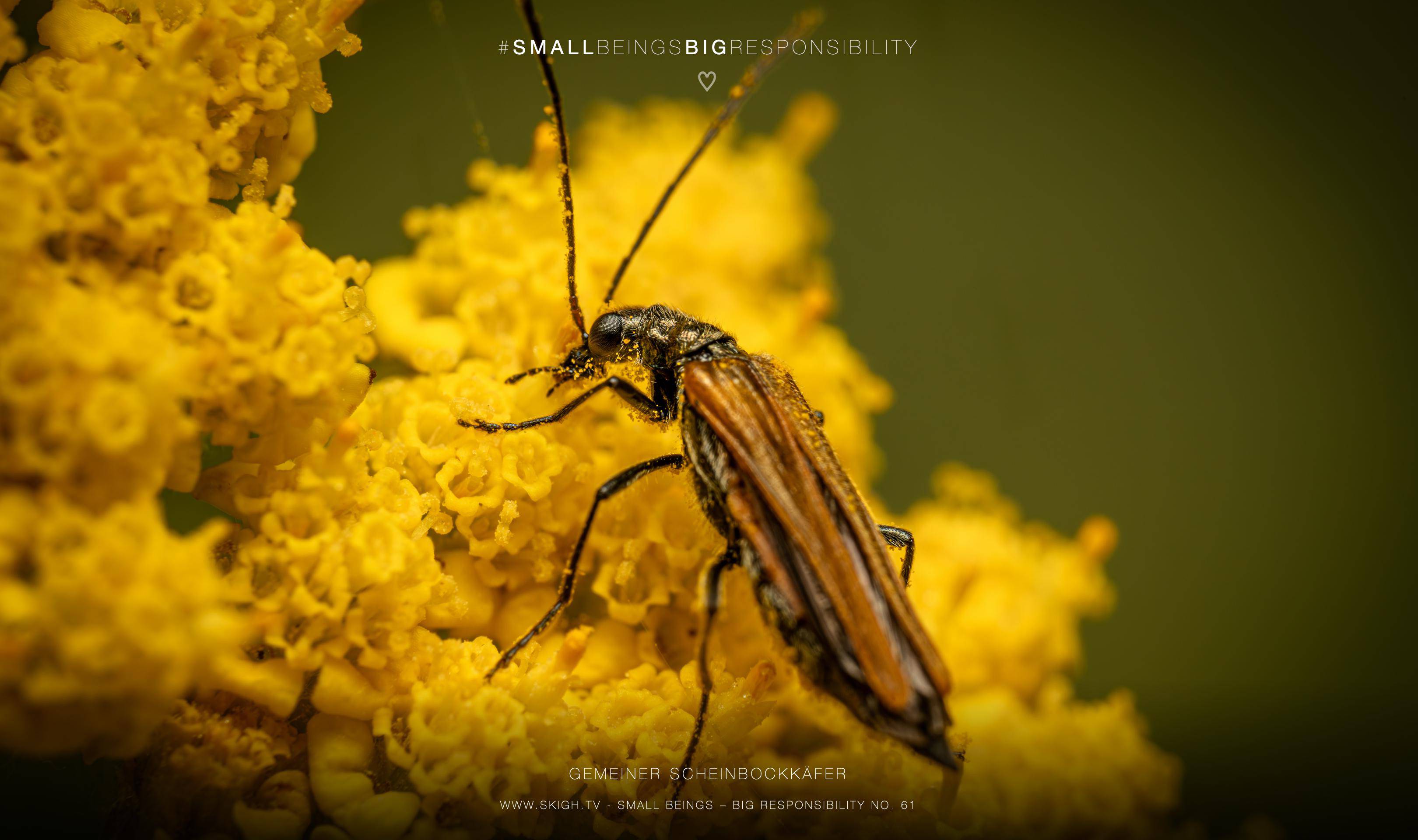 Gemeiner Scheinbockkäfer