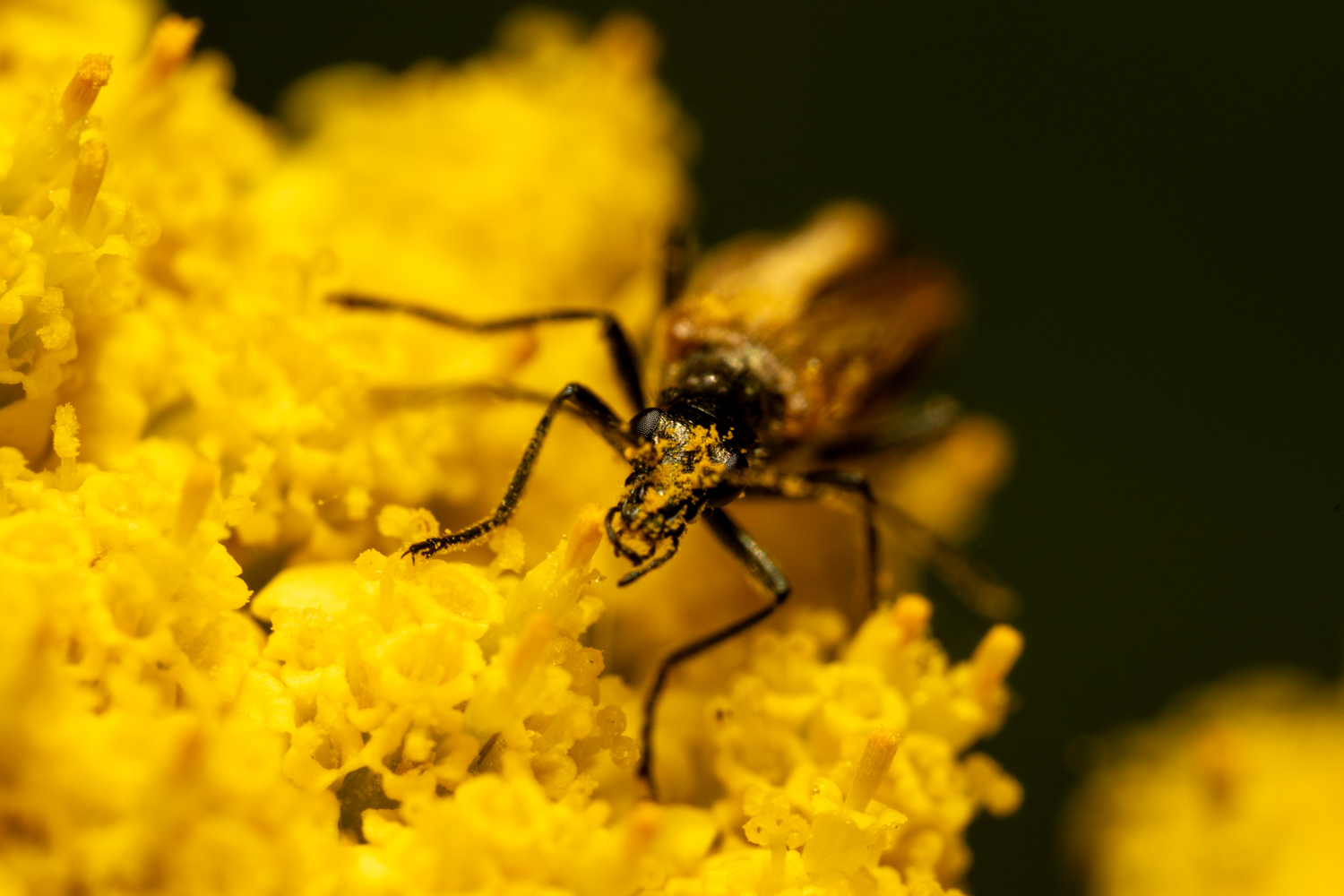Gemeiner Scheinbockkäfer | 1/250s * f13 * ISO 400 * 90mm - FE 90mm F2.8 Macro G OSS - Sony α7R V Gemeiner Scheinbockkäfer