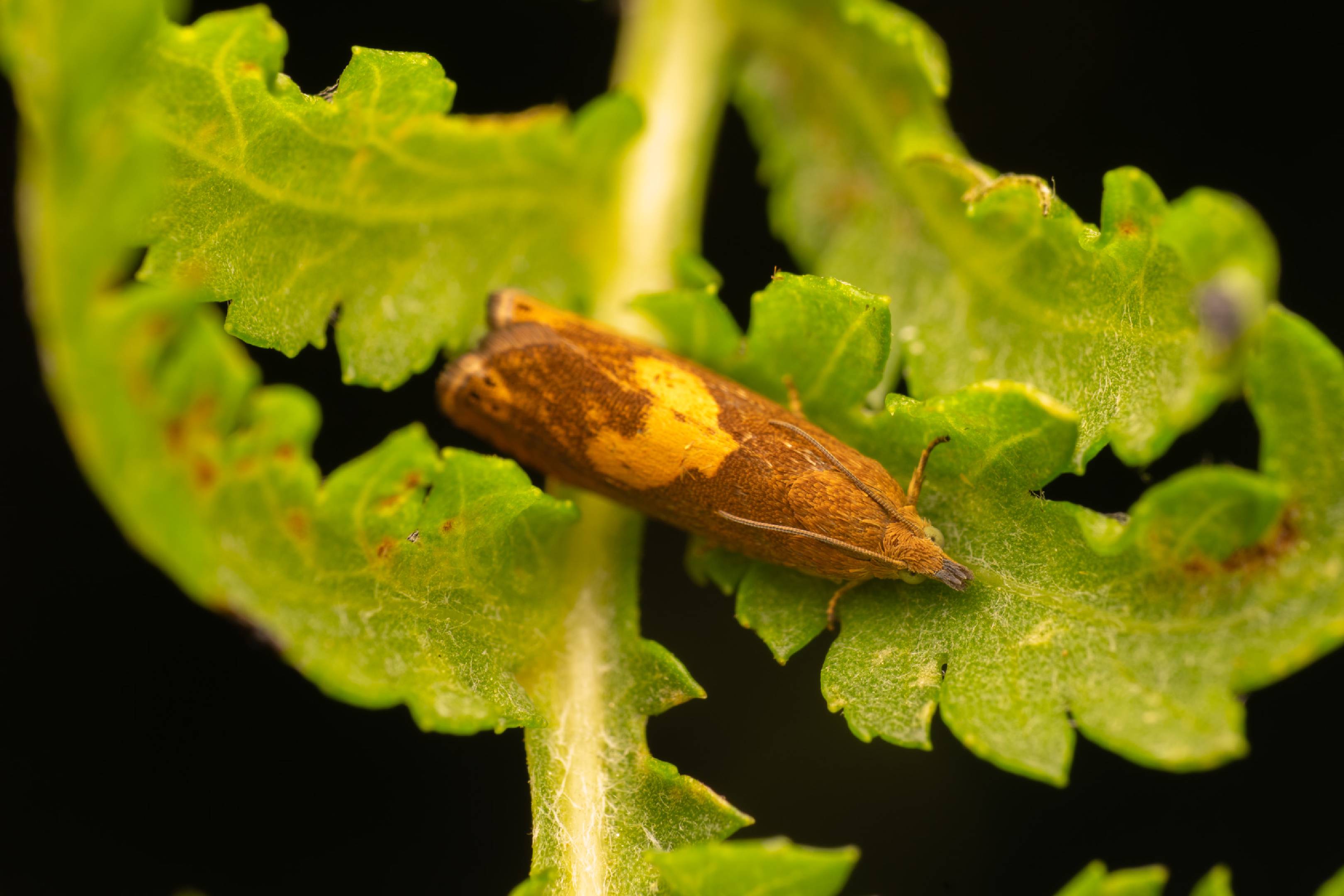 Common Drill | Common Drill