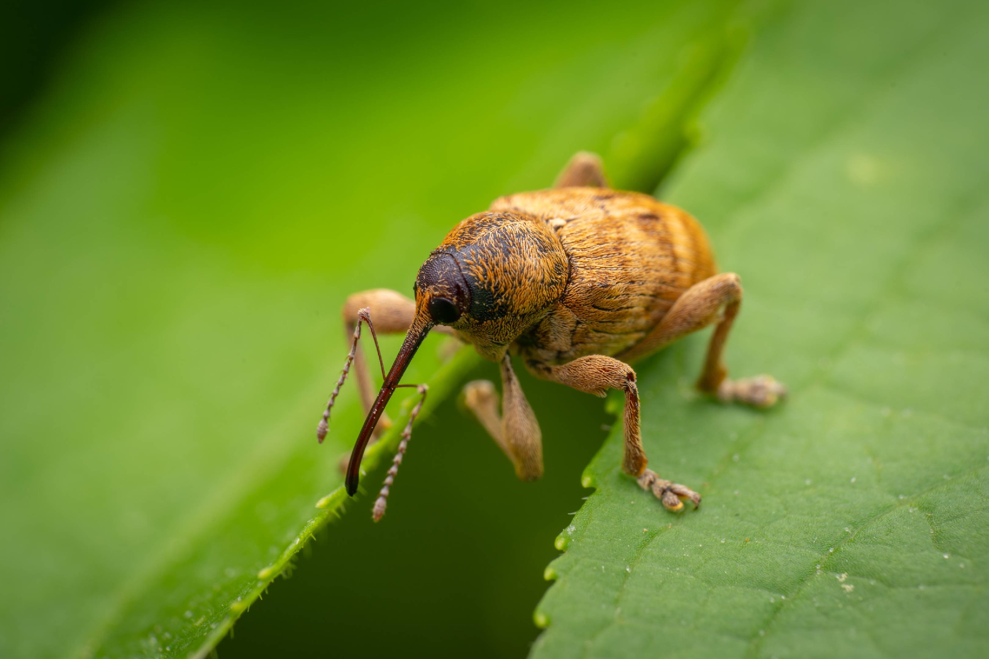 acorn weevil | acorn weevil