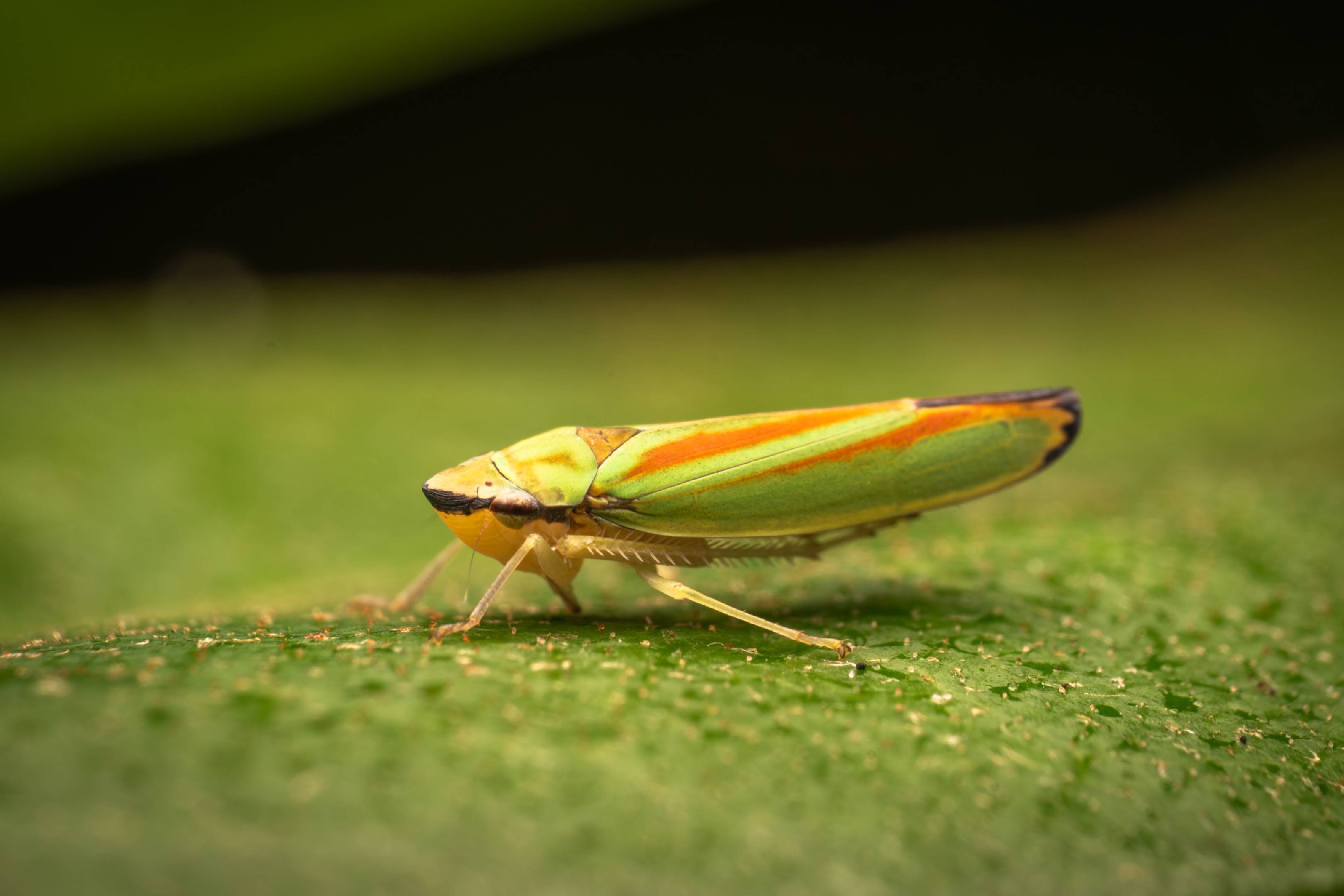 Rhododendron Leafhopper | Rhododendron Leafhopper