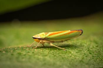 Rhododendron Leafhopper
