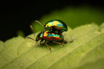 Dead-nettle Leaf Beetle