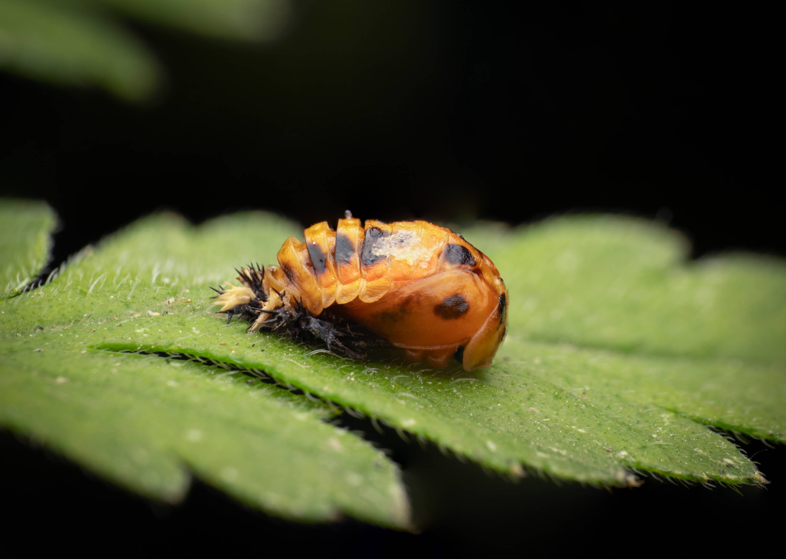 Asian Lady Beetle