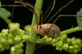 Harvestmen