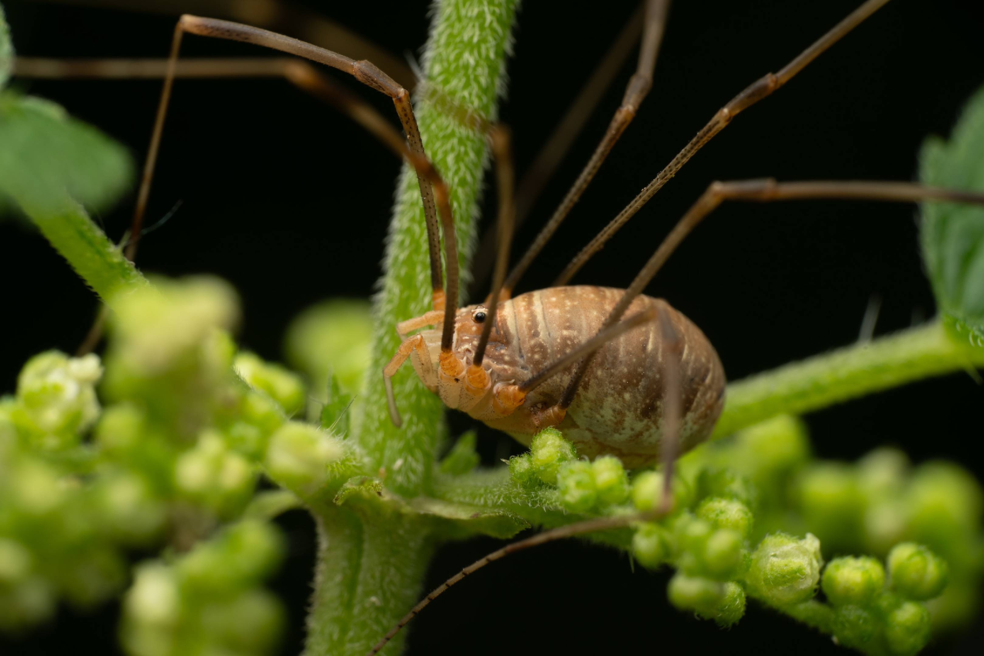 Harvestmen | Harvestmen
