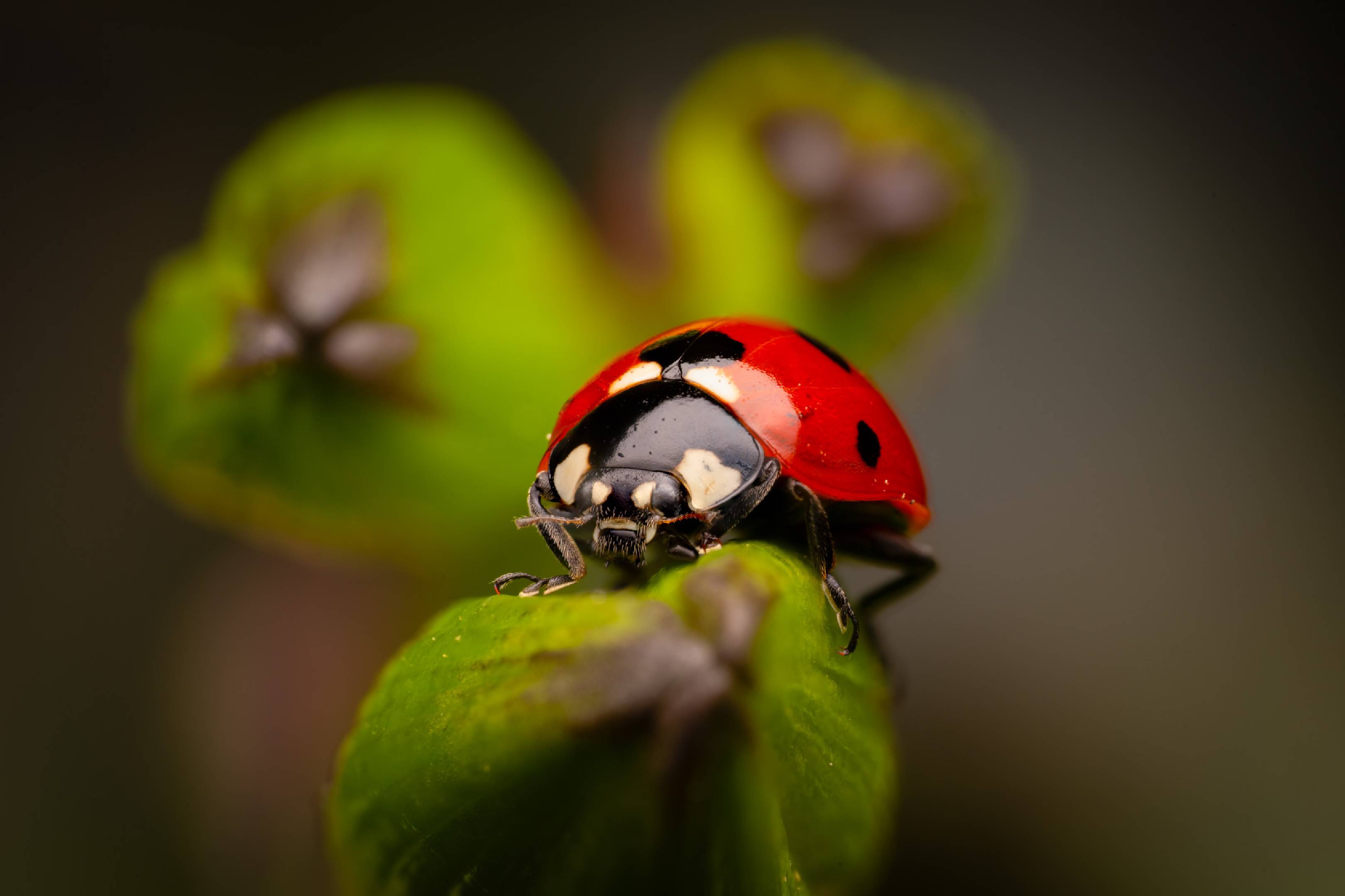 Seven-spotted Lady Beetle | Seven-spotted Lady Beetle