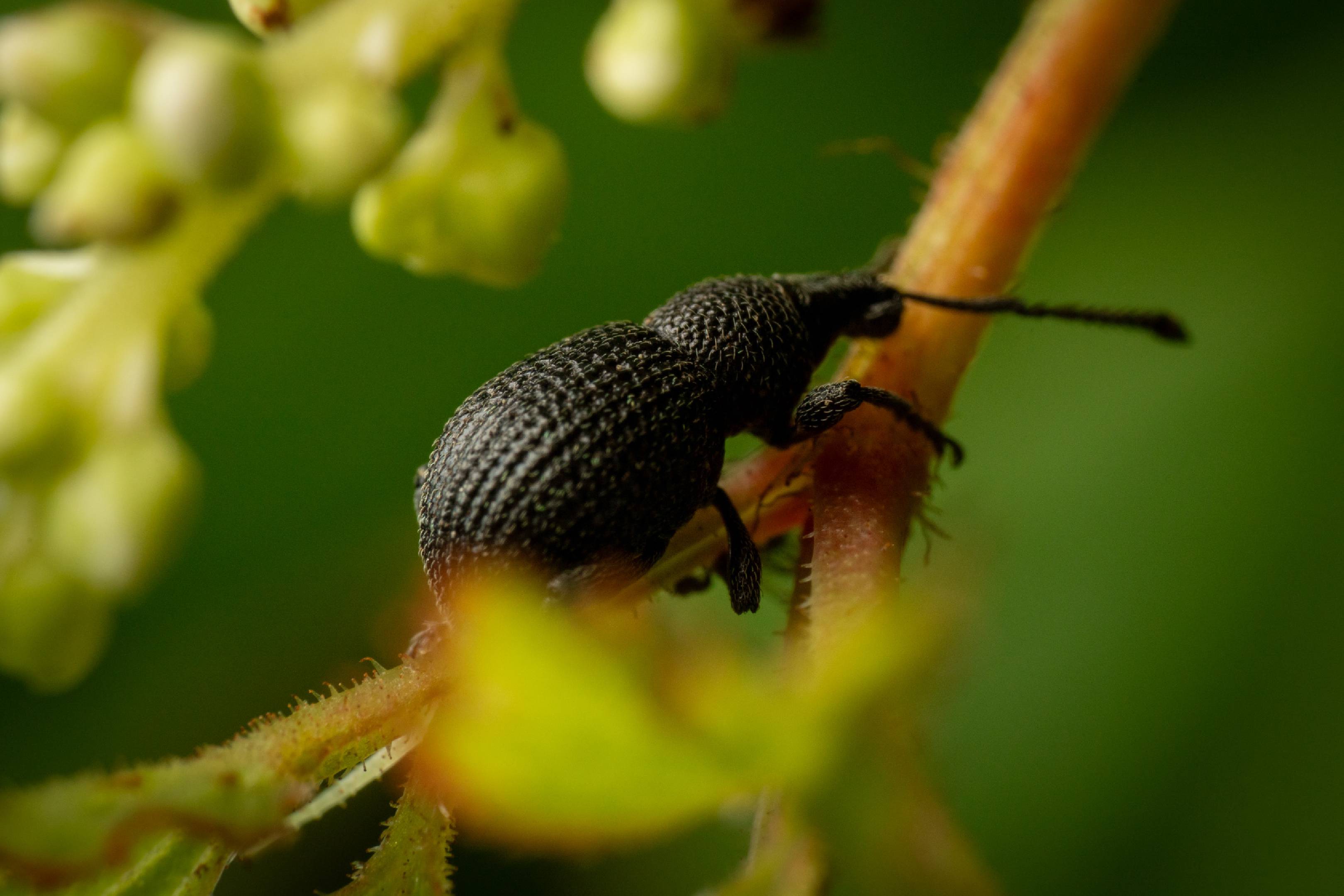 Otiorhynchus pinastri | Otiorhynchus pinastri