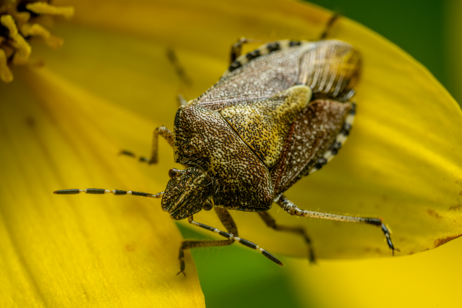 Sloe bug | 1/250s * f14 * ISO 400 * 90mm - FE 90mm F2.8 Macro G OSS - Sony α7R V Sloe bug