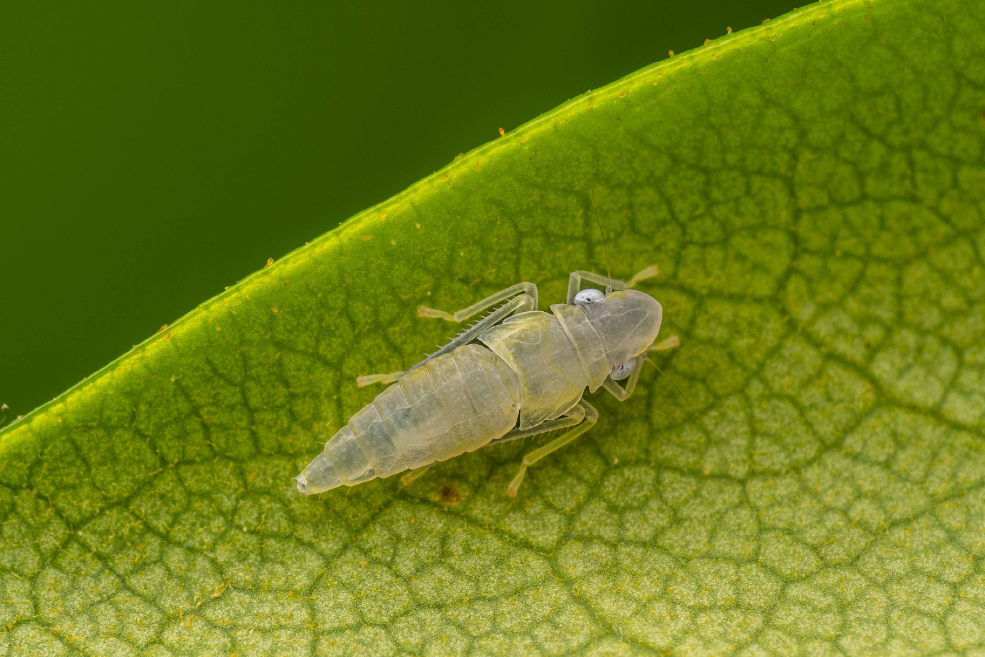 Rhododendron Leafhopper