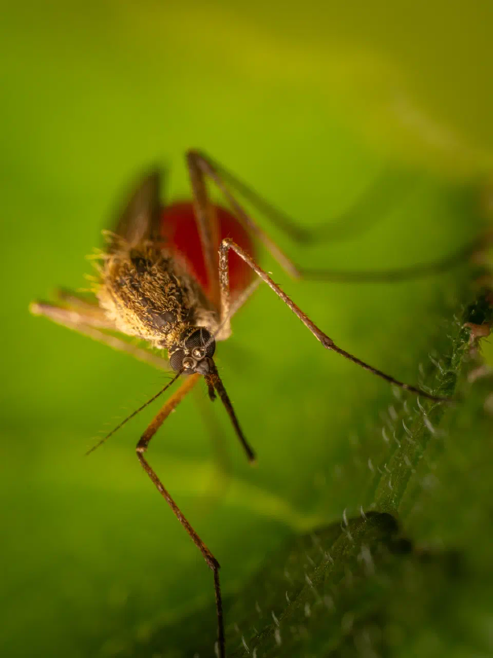Mosquitoes