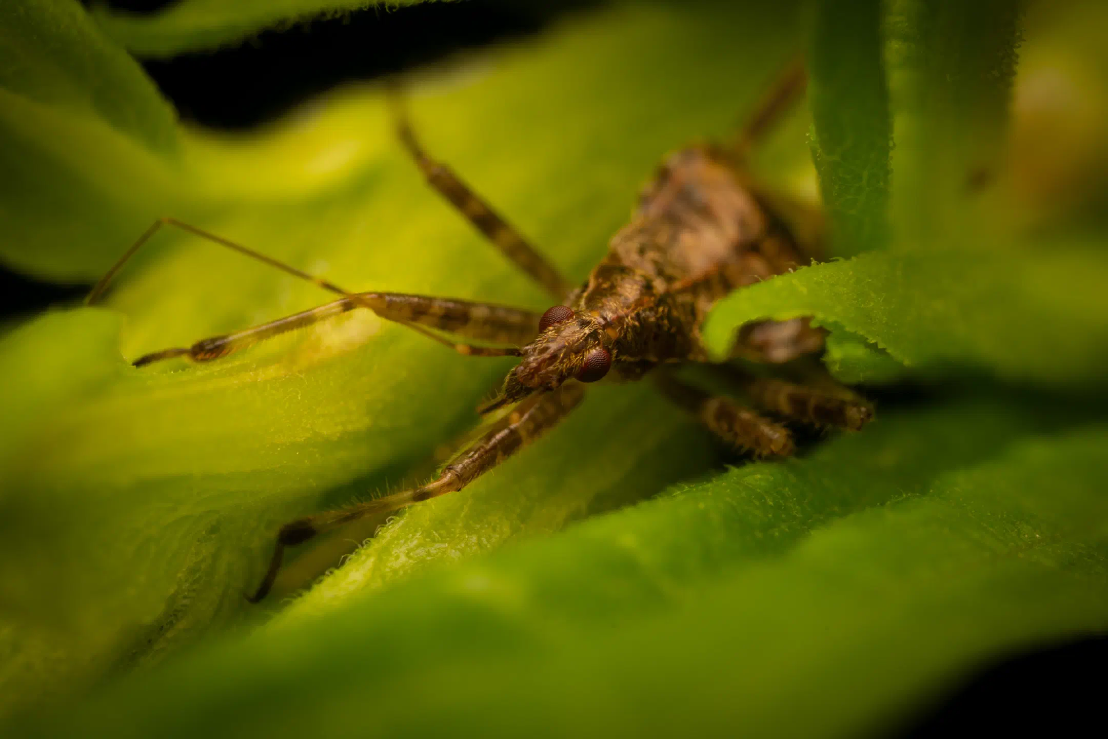 Tree Damsel Bug