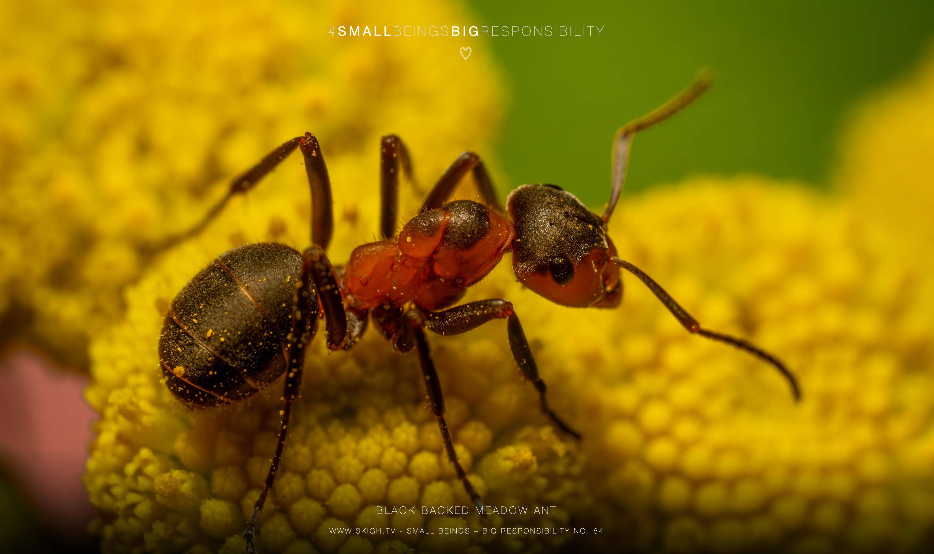 Black-backed meadow ant | 1/250s * f13 * ISO 400 * 90mm - FE 90mm F2.8 Macro G OSS - Sony α7R V Black-backed meadow ant