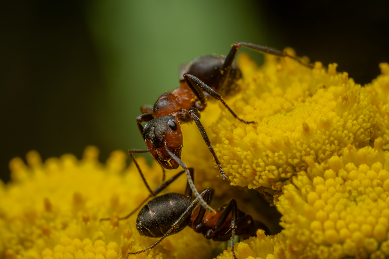 Black-backed meadow ant | 1/250s * f13 * ISO 400 * 90mm - FE 90mm F2.8 Macro G OSS - Sony α7R V Black-backed meadow ant