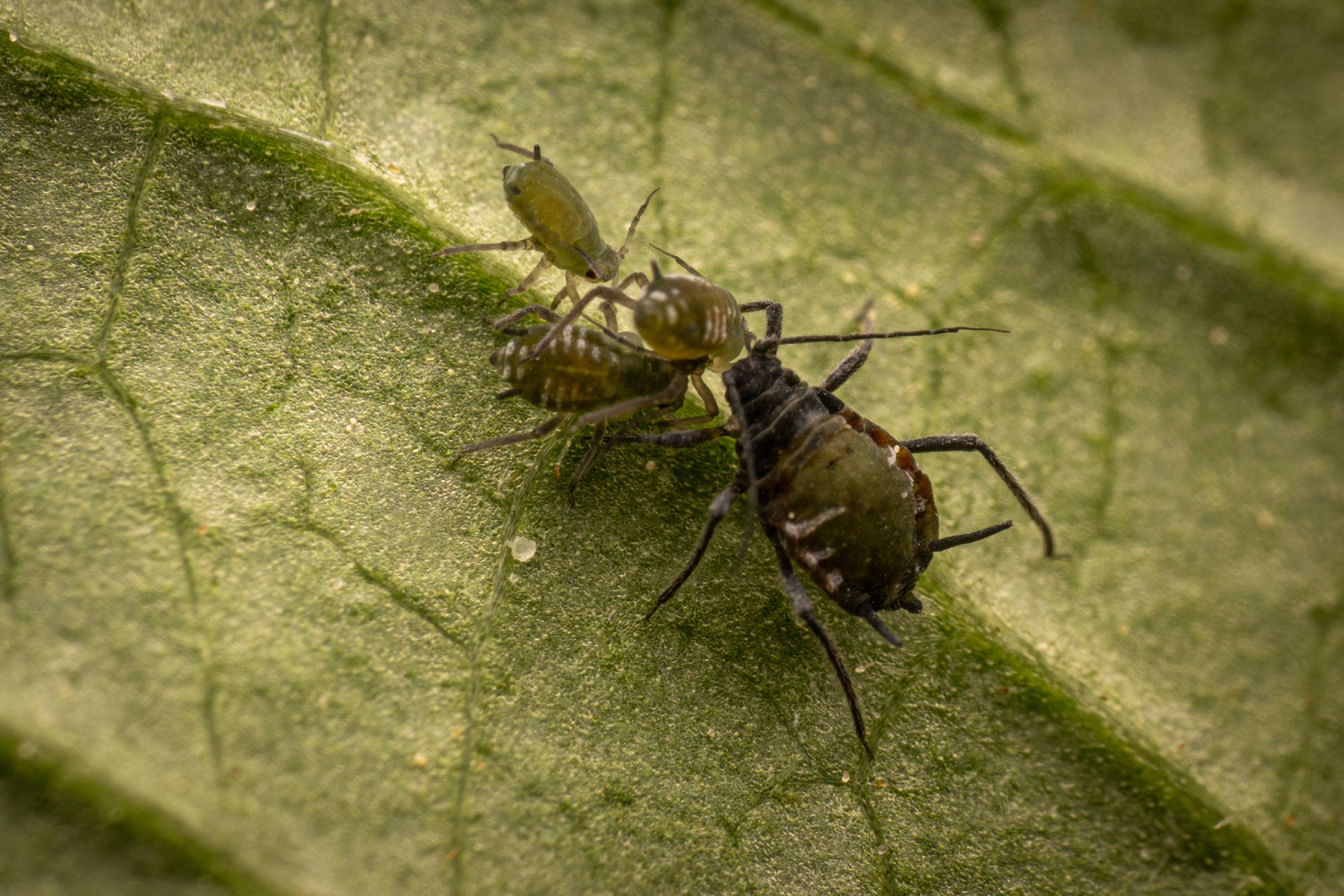 Elder Aphid