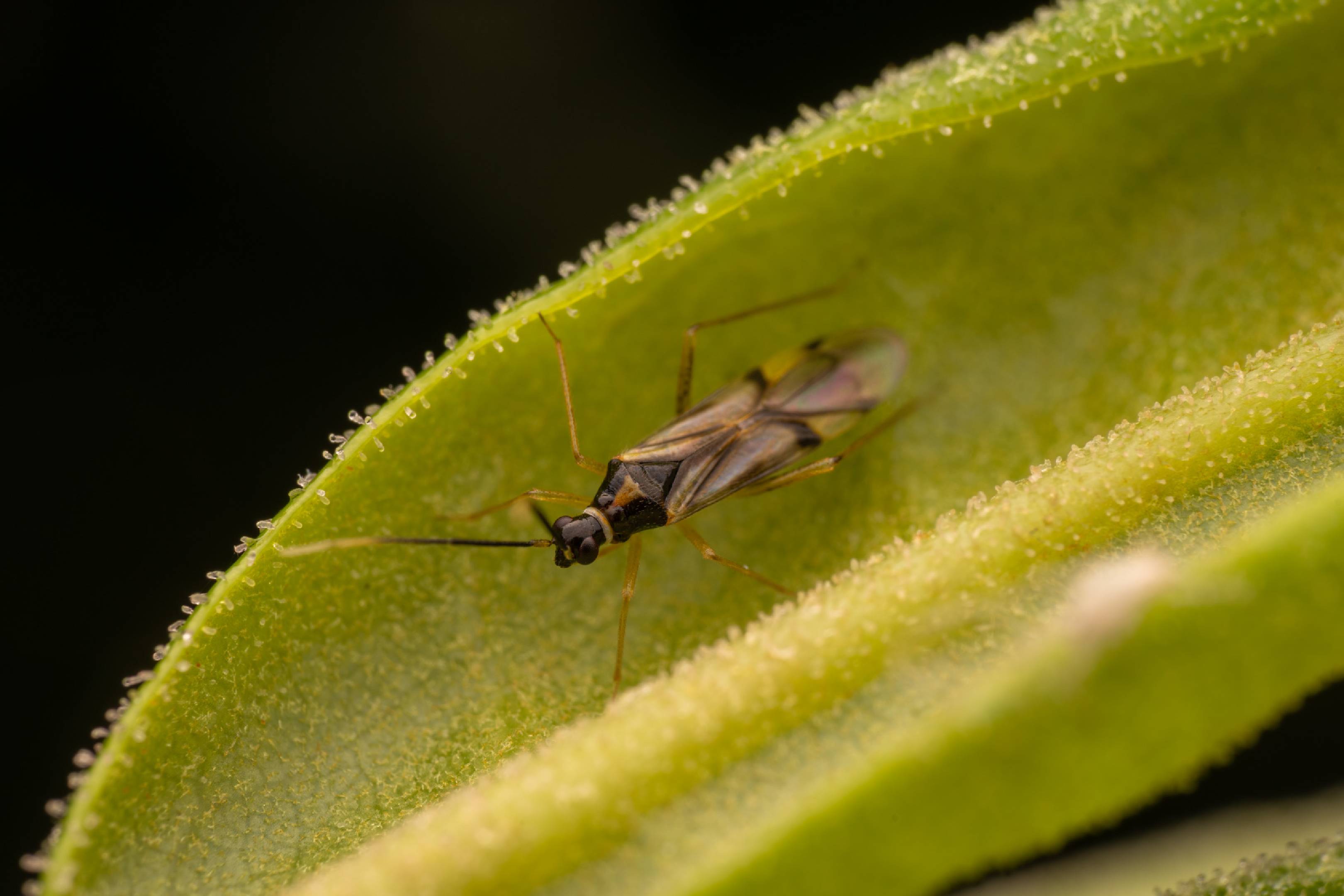 Tupiocoris rhododendri | Tupiocoris rhododendri