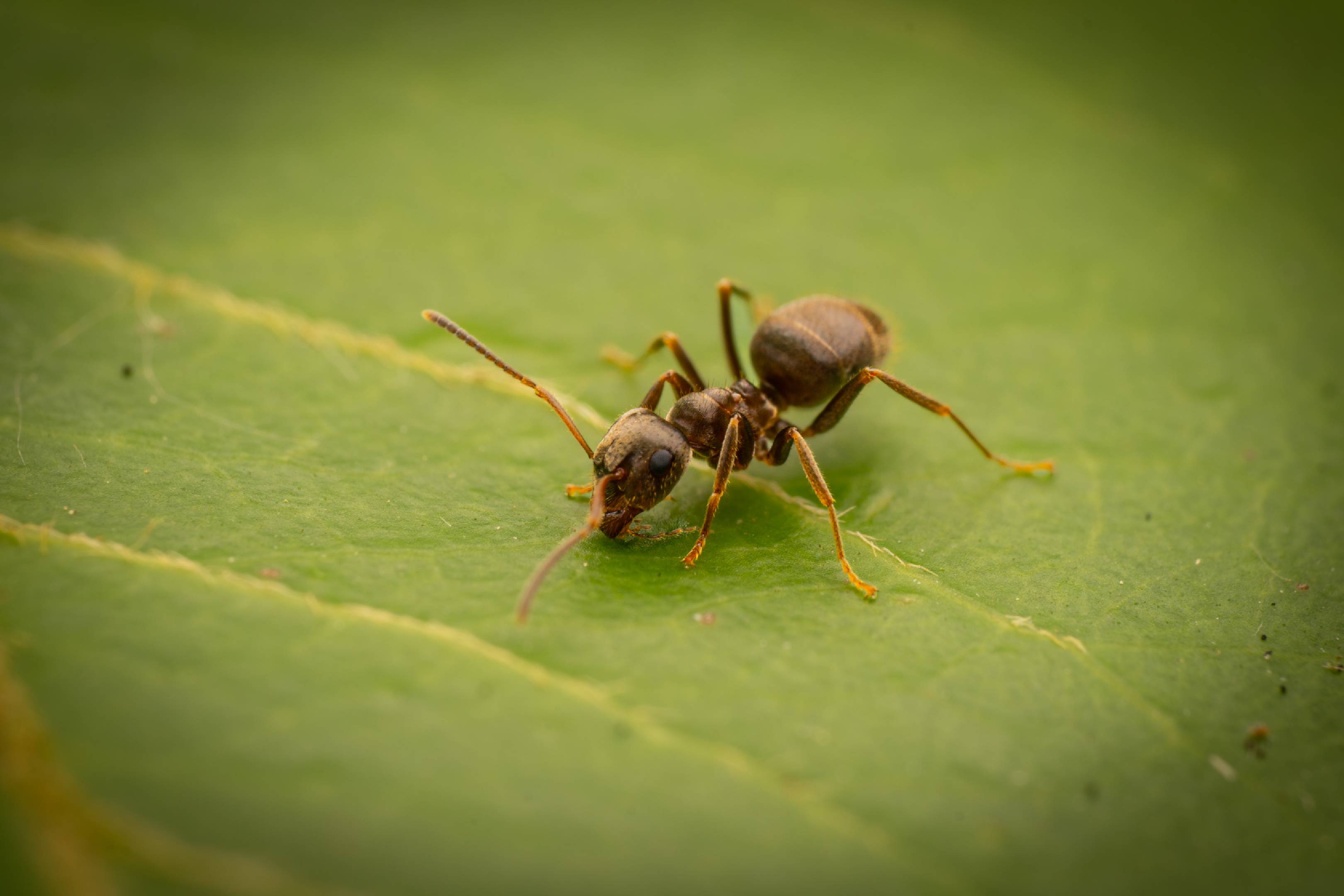 Brown Tree Ant | Brown Tree Ant