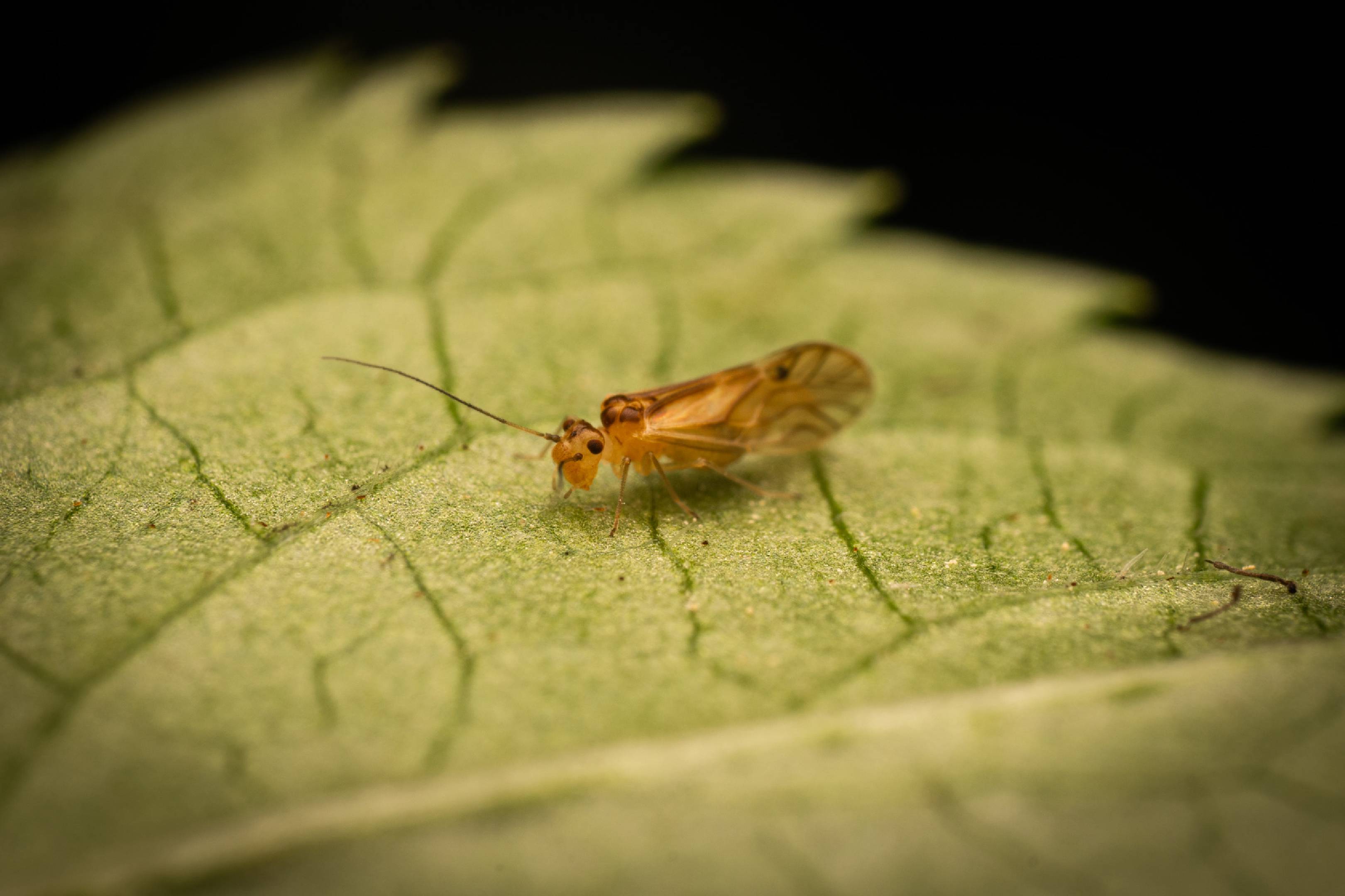 yellow barklouse